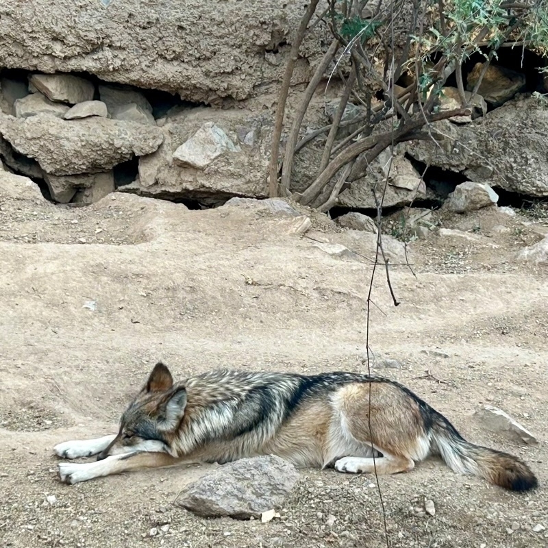 Mexican Gray Wolf laying in a stretch