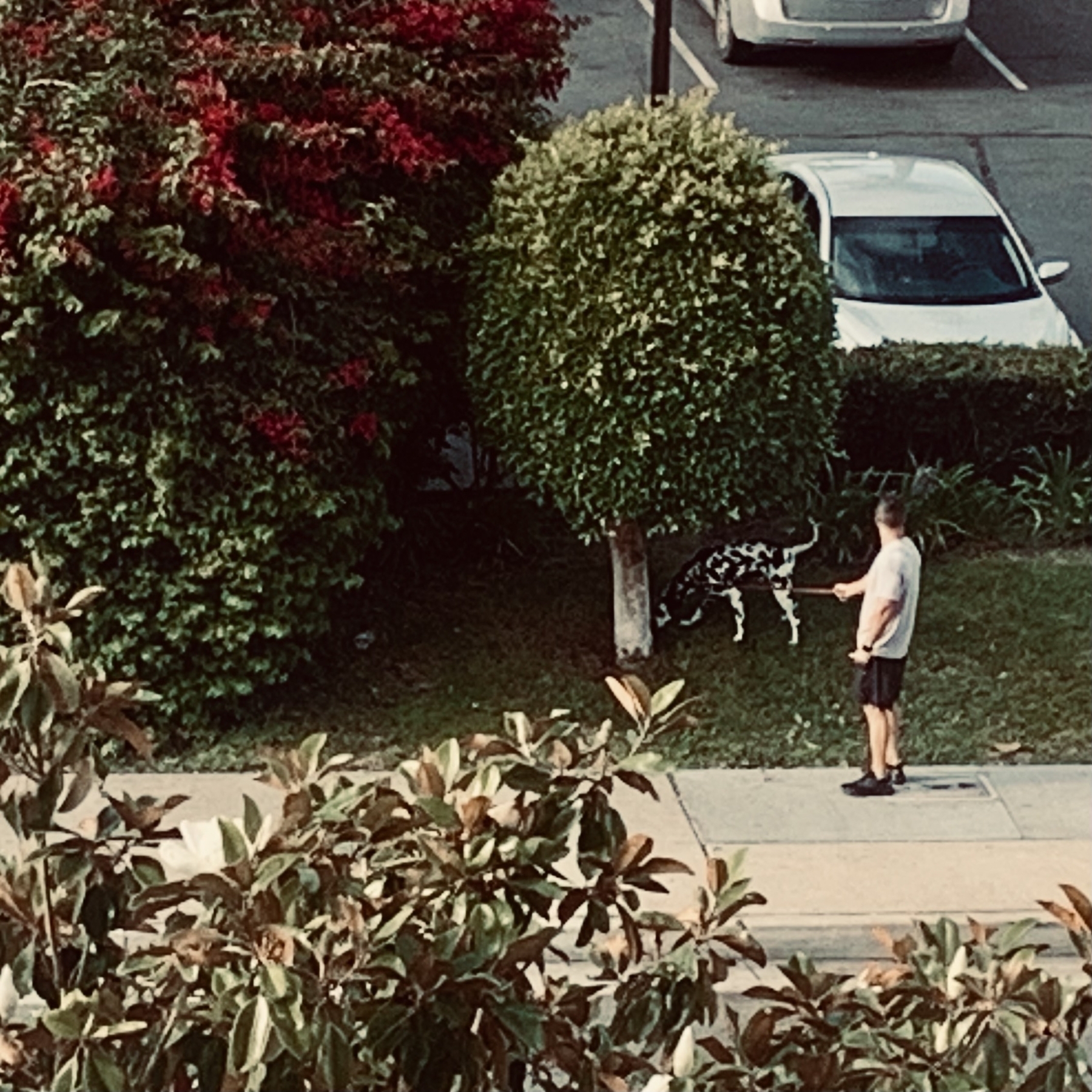 Amidst lush Southern California greenery, a man stands on a sidewalk near some cars with his Dalmatian. The dog is sniffing a tree.
