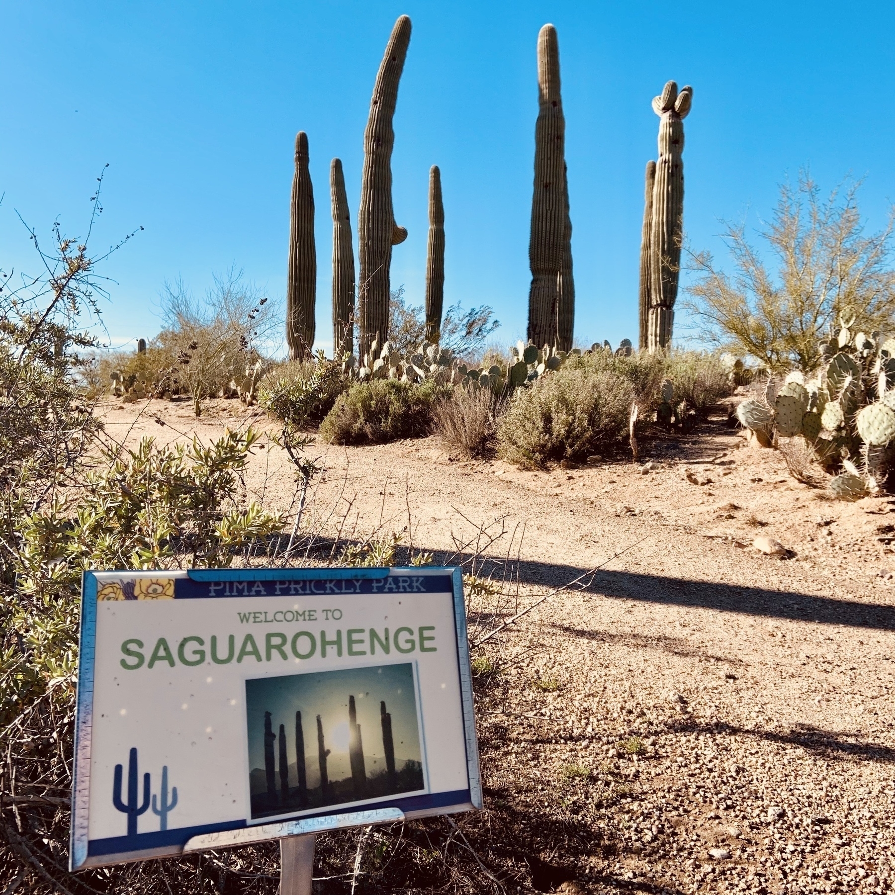 A sign reading "Welcome to Saguaro Henge" stands in a desert park with a circle of tall saguaros under a clear blue sky in the background. 
