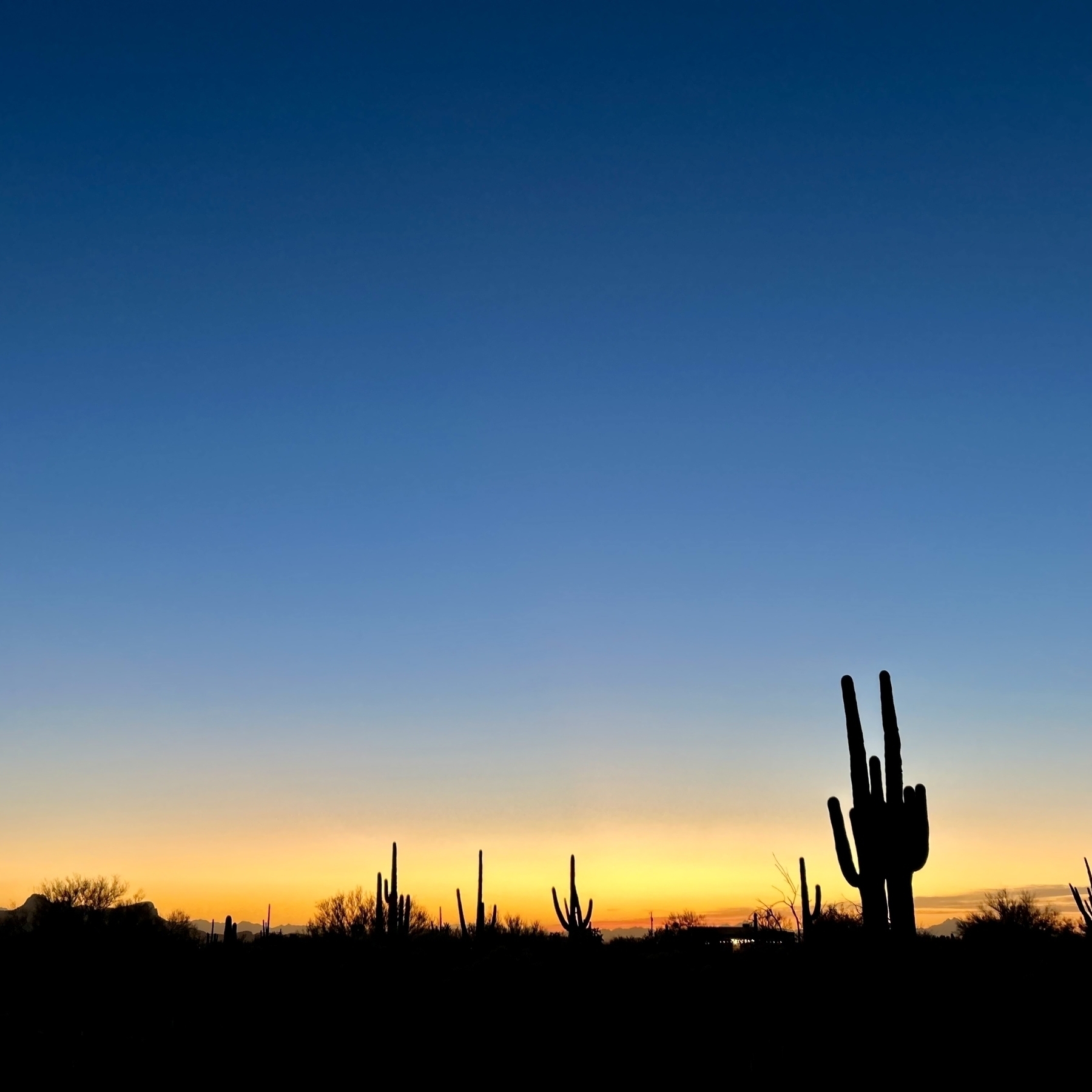 A sunset with a blue sky and a cactus in the foreground.