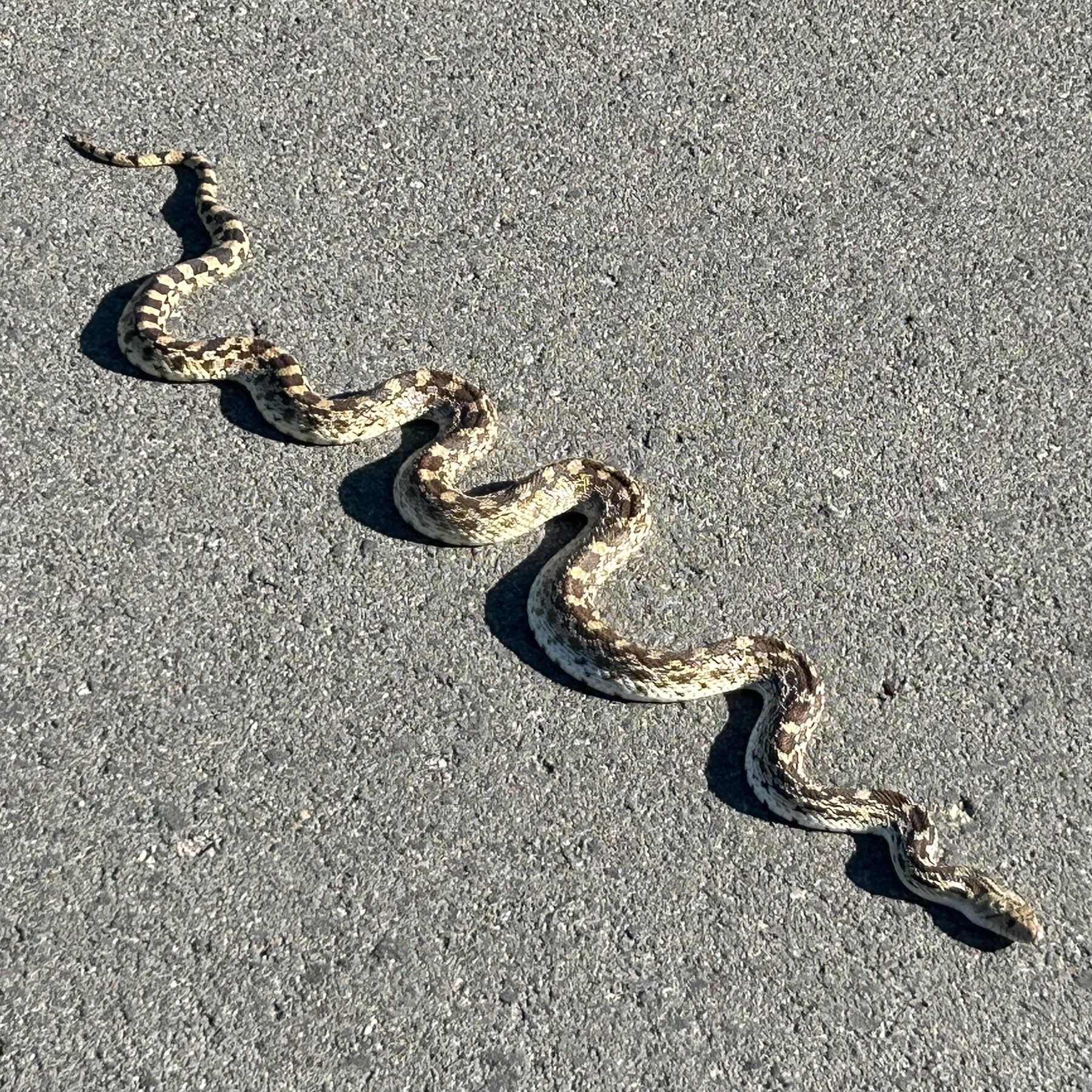 A gopher snake warms itself on the street.