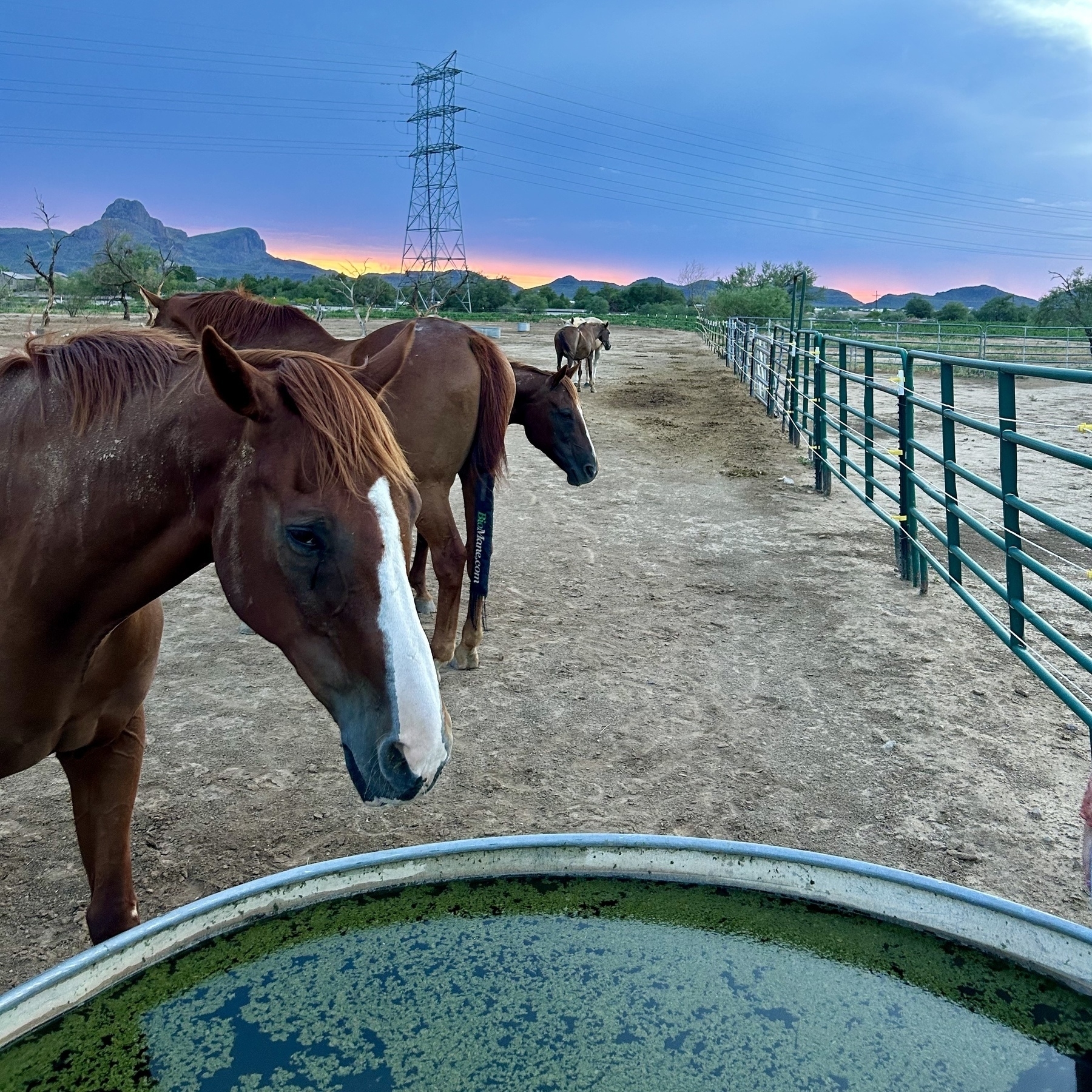 A group of horses stand in a fenced dirt area near a trough filled with algae-covered water, power lines and mountains are visible in the background at sunset.