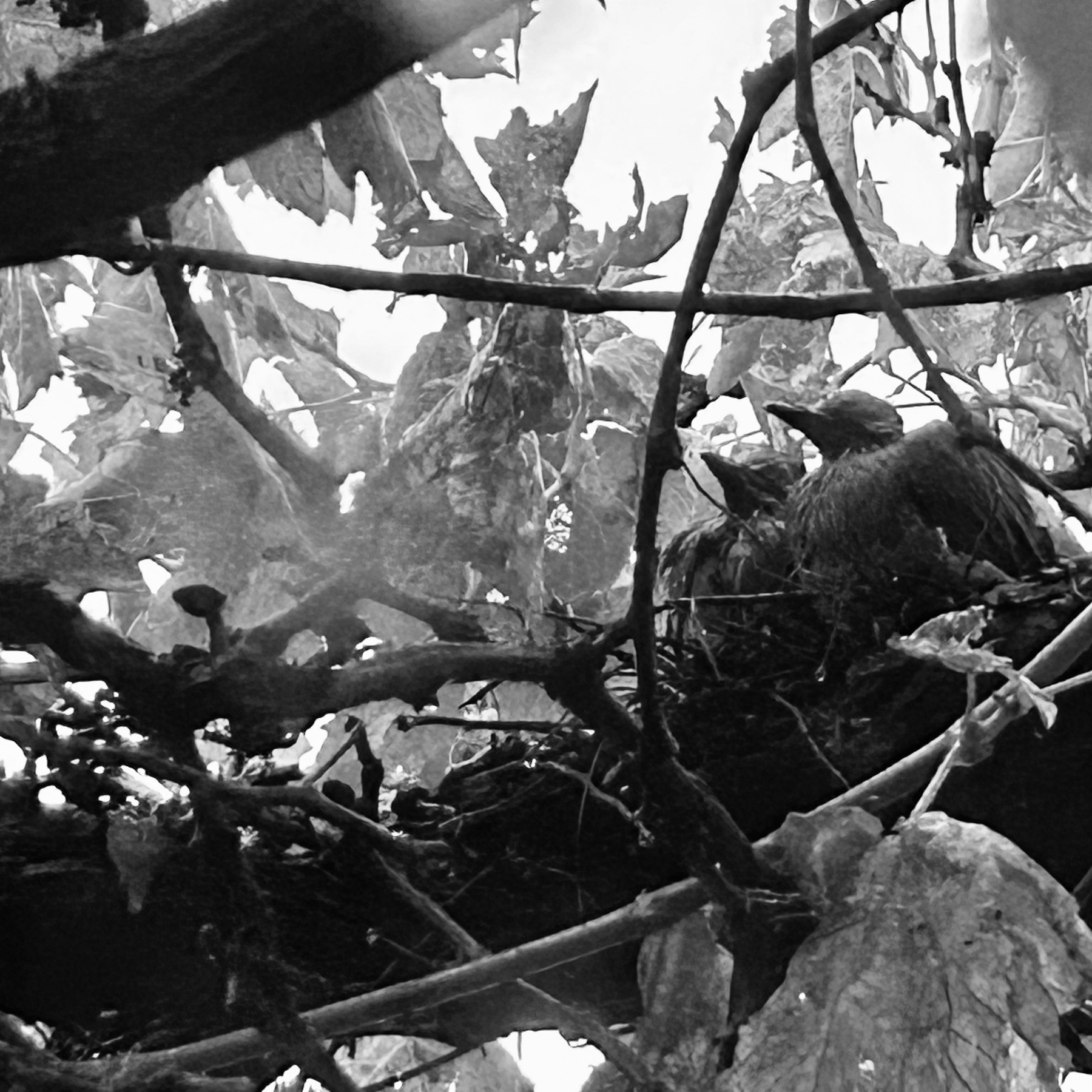 Two, young doves sitting in a nest, surrounded by the branches and leaves of a grapevine. The sky is visible through the foliage.