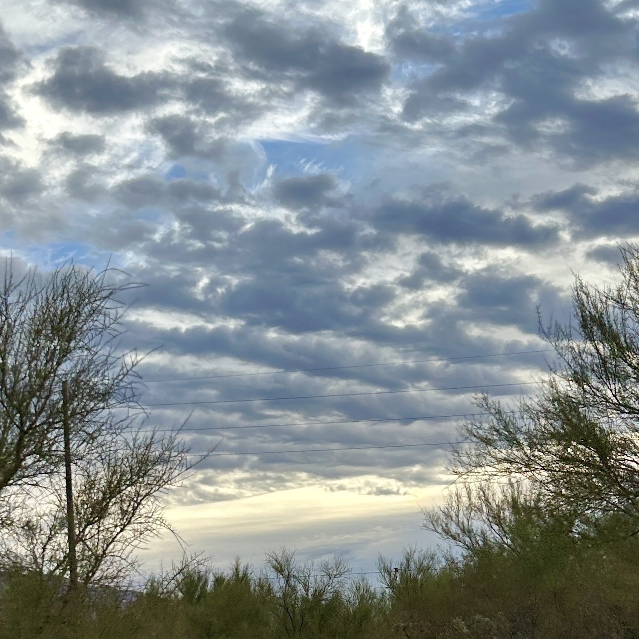 Rose of clouds with patches of blue sky is above a landscape of sparse palo verde trees and bushes.