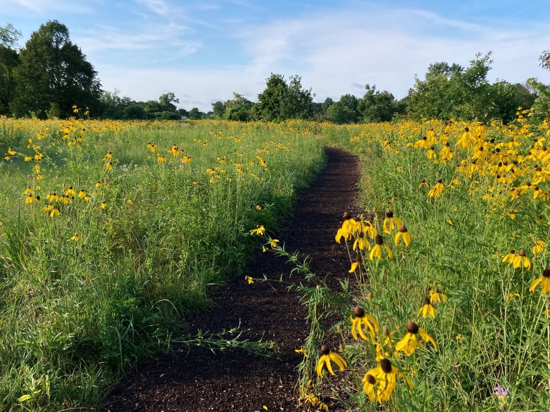 A path through a meadow with bright yellow wildflowers.