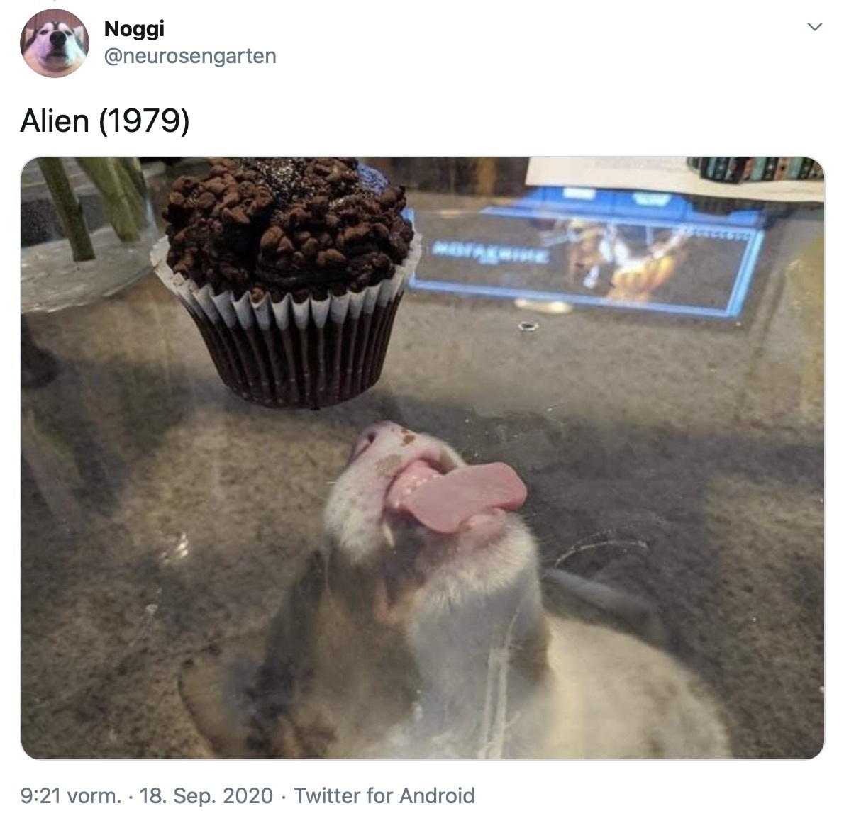 Small dog licking at the underside of a glass table trying to reach a chocolate muffin sitting on top.