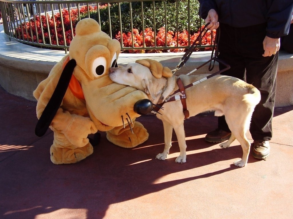 Guide dog meets Pluto