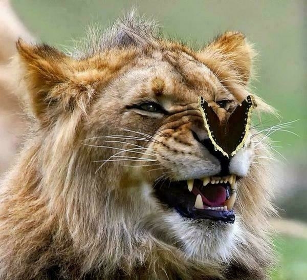Lion with butterfly on its nose