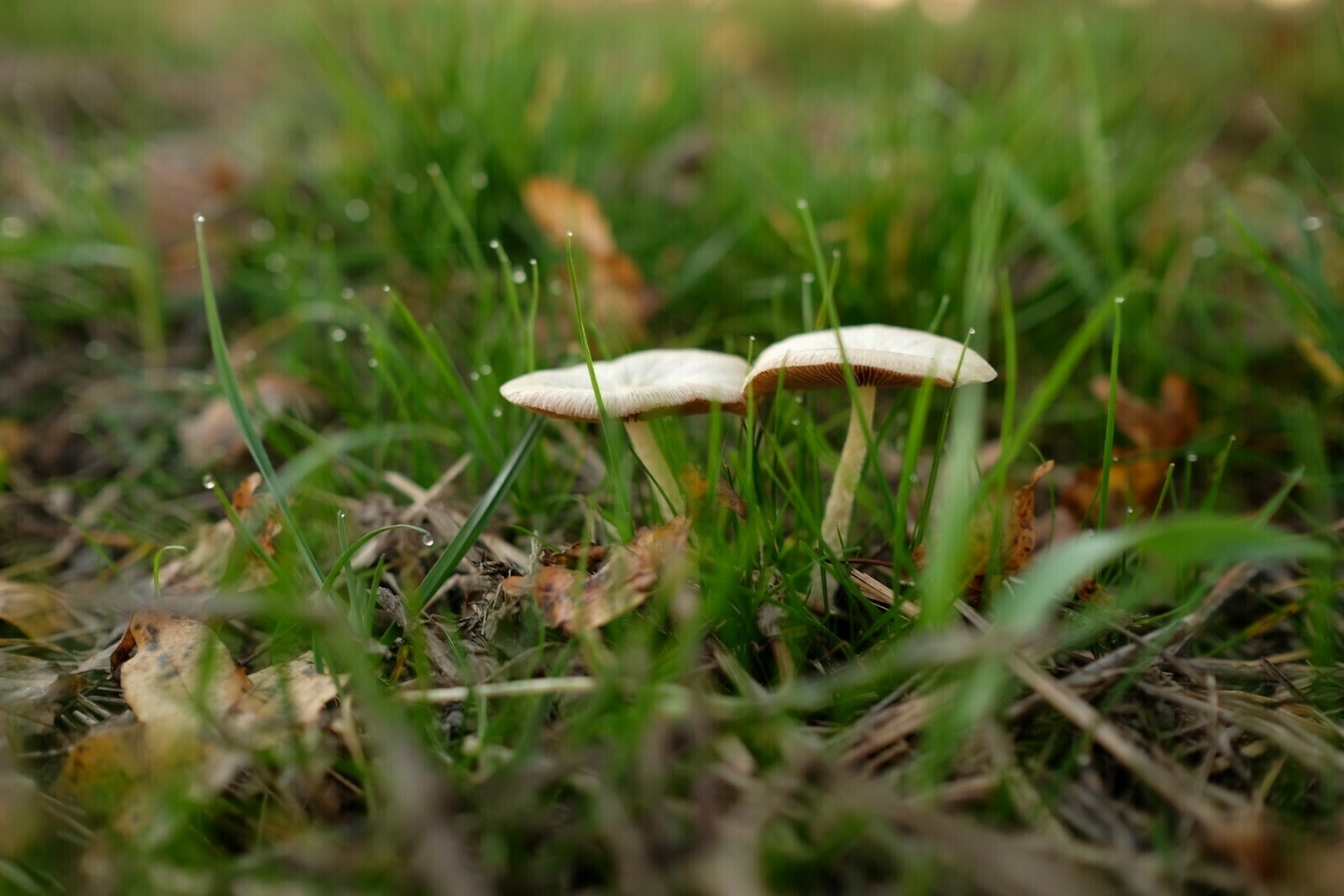 Mushroom, leaves, and grass
