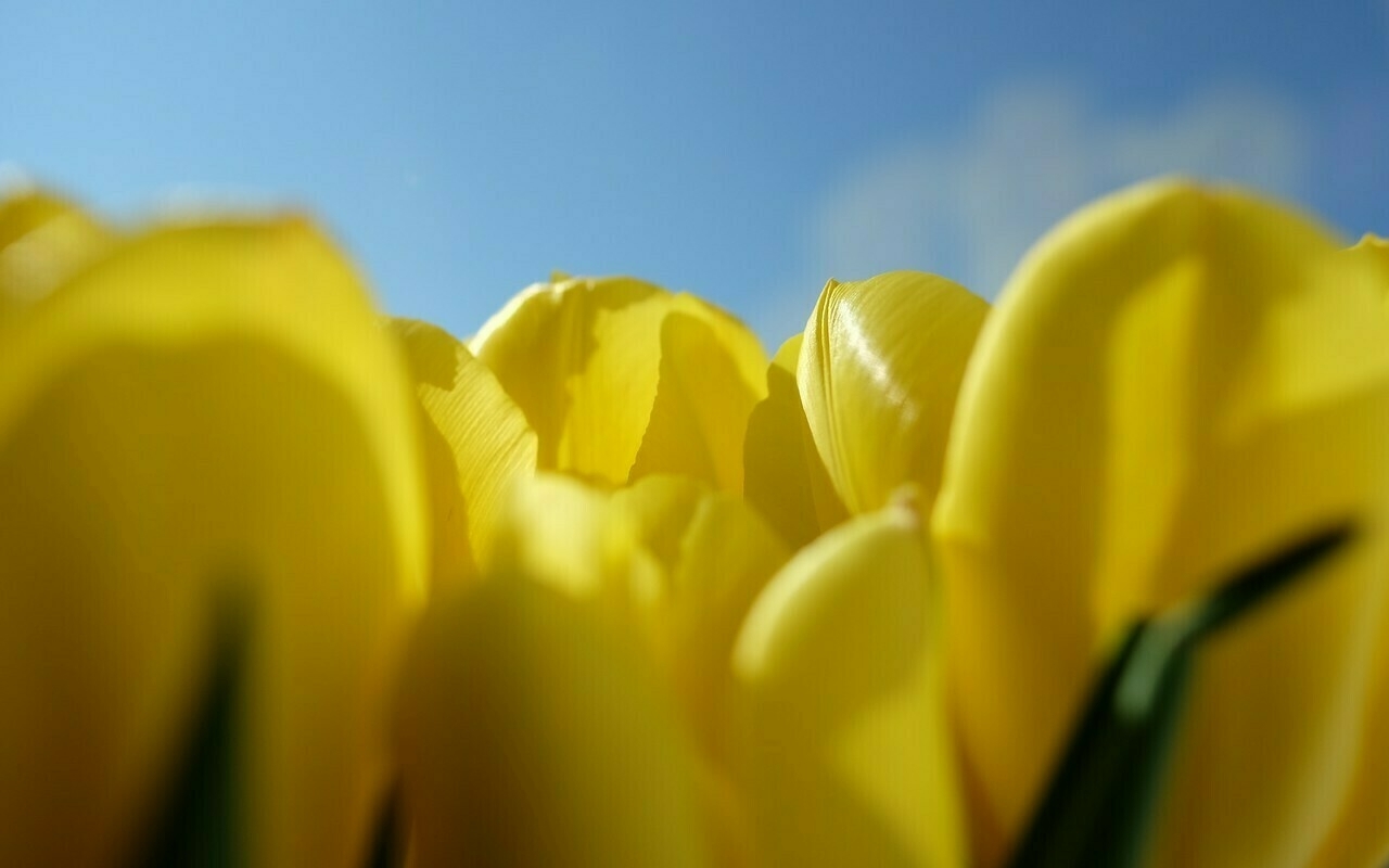 Gelbe Tulpen vorm Fenster