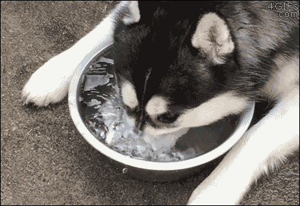 Maya blowing bubbles in her water bowl