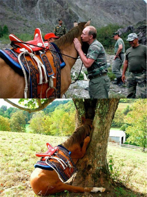 Putin kisses horse, horse pukes
