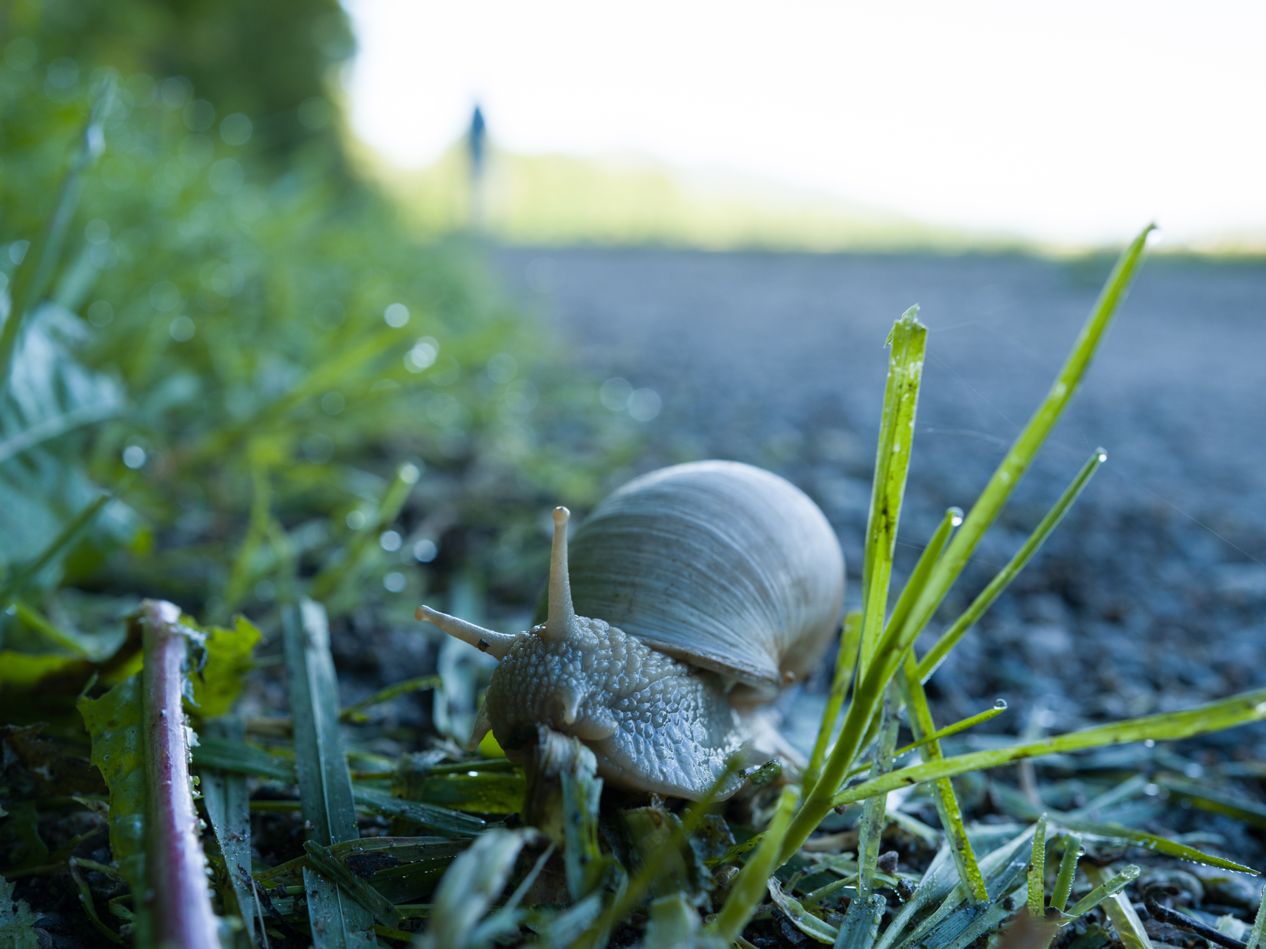 Vineyard snail eating grass by the wayside. 