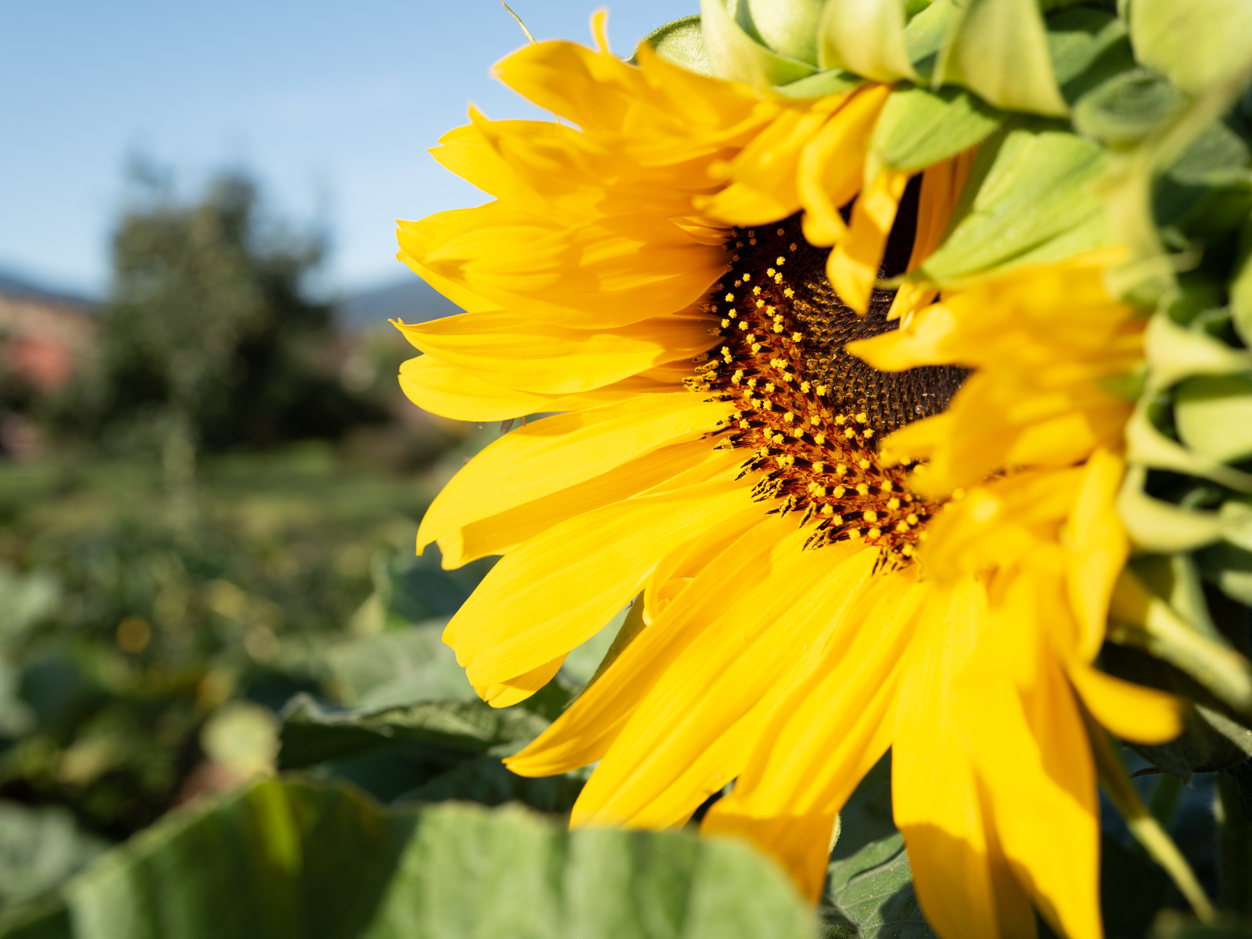 Sunflower blossom illuminated by harsh morning sunlight photographed close up from the side looking into the center of the blossom with half of it obscured. In the background and out of focus a garden can be seen. 