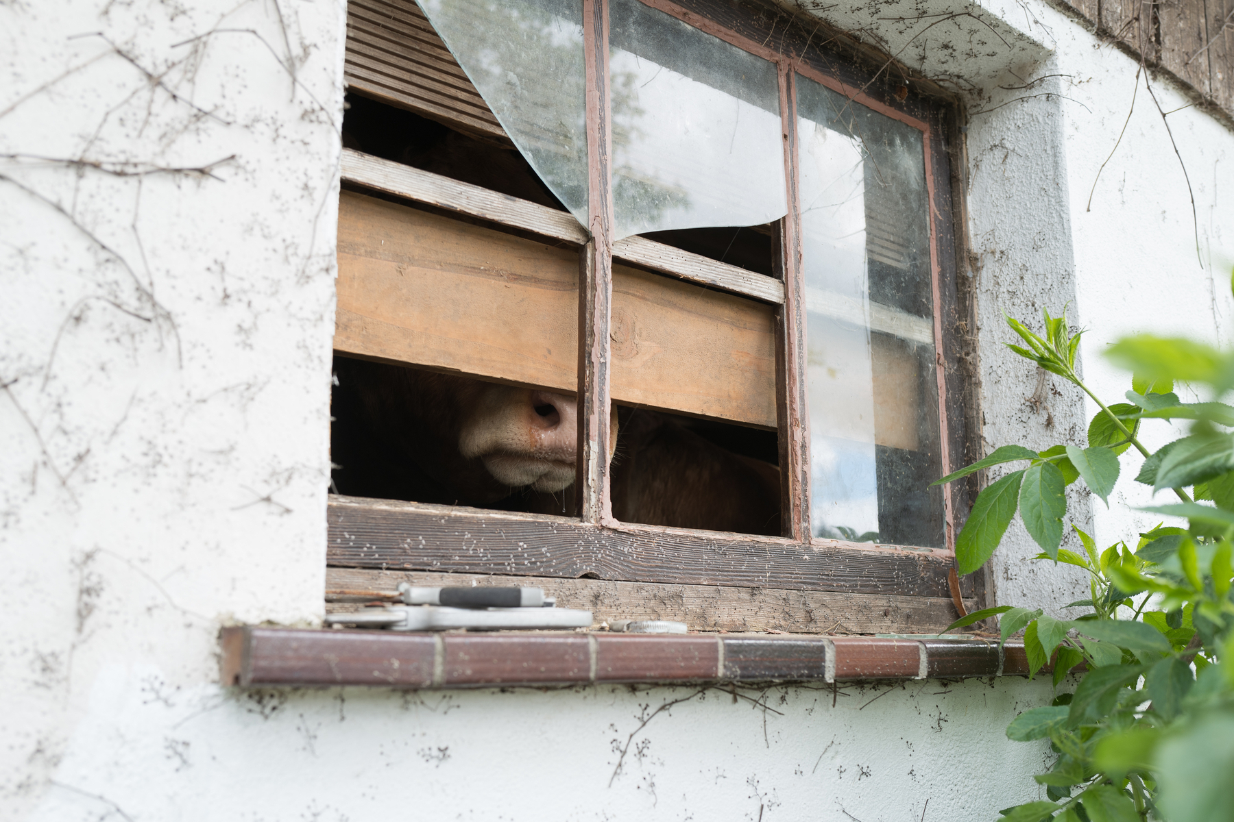 Snoot of a cow visible through a half broke, half boarded up window of a barn. The rest of the cow is hidden in shadows. On the window ledge a lay pair of gardening scissors. 