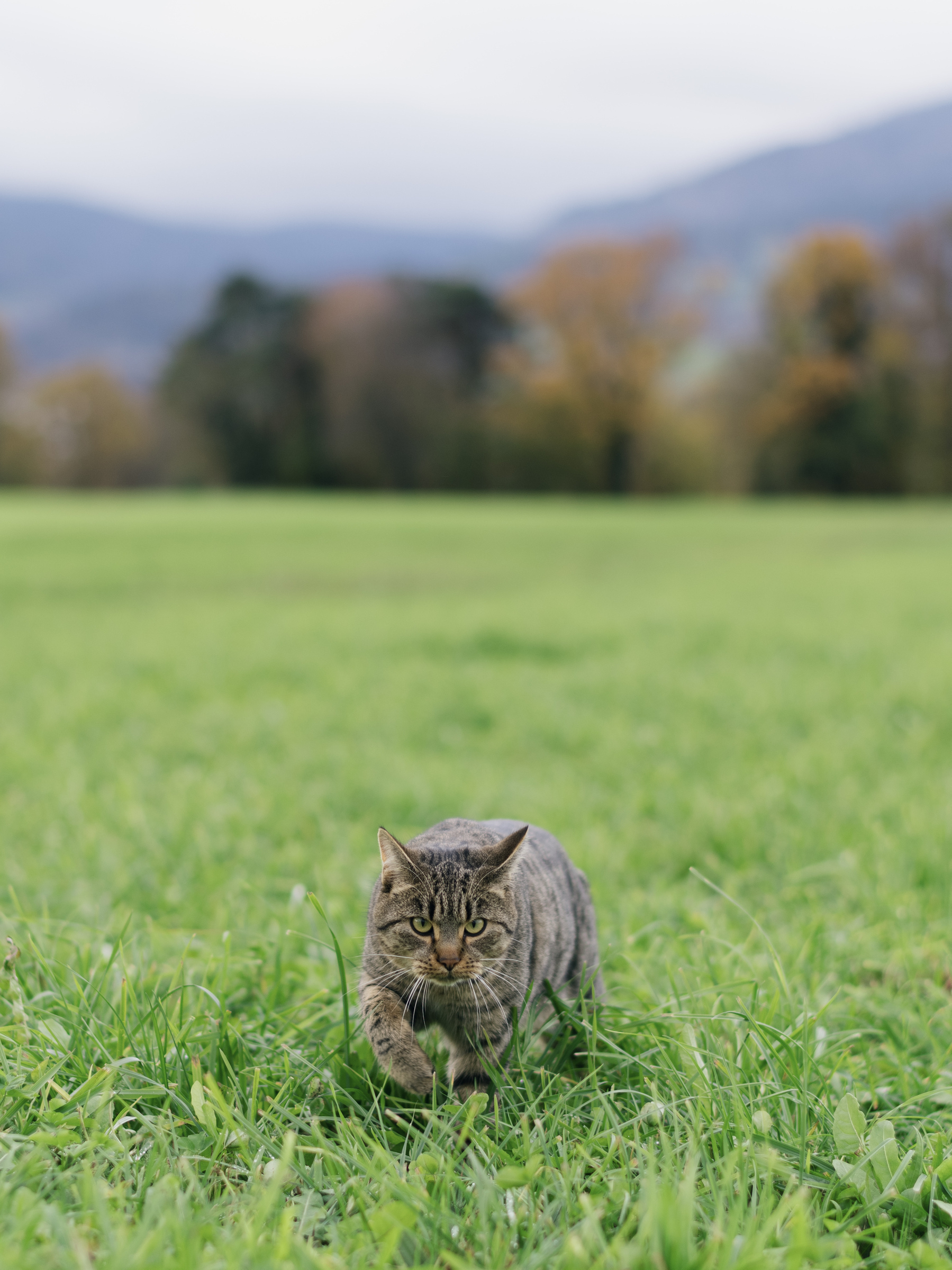 Tabby cat captured while walking slowly and tentatively towards the photographer, its right front paw currently raised. The cat is on a green field of grass. In the background and out of focus there a line of trees in autumn colours and mountains slightly shrouded in clouds. 