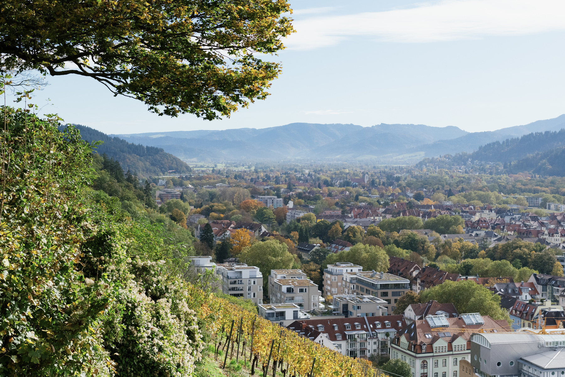 View into a valley from the side of hill hosting a vineyard sloping from top left towards the center of the frame. A city scape with mostly low-rise buildings extends from the bottom right into the center back of the frame. On the right hand side and the back, hills frame the city and valley. In the very top left branches of a tree are visible hanging over the side of the vineyards. The valley in the distance is partly obscured by mist. 