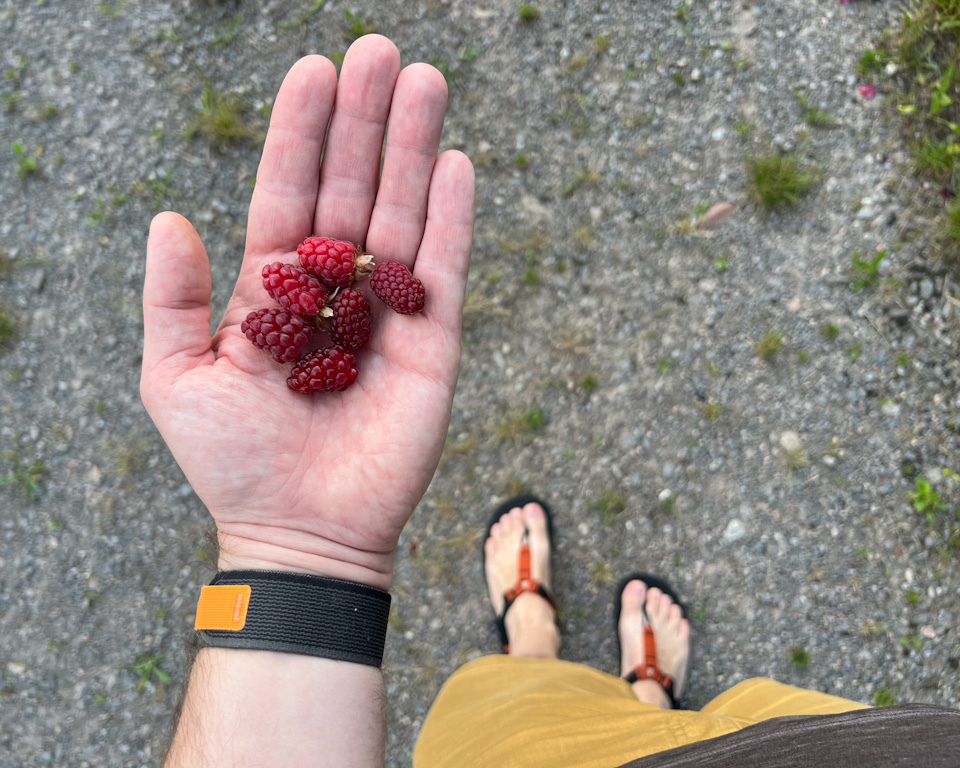 Top down photo showing the open palm of the left hand holding six ripe tayberries. The ground is gravel with the odd speck of grass. The subject has a watch on the left wrist and the feet in sandals are also visible. 