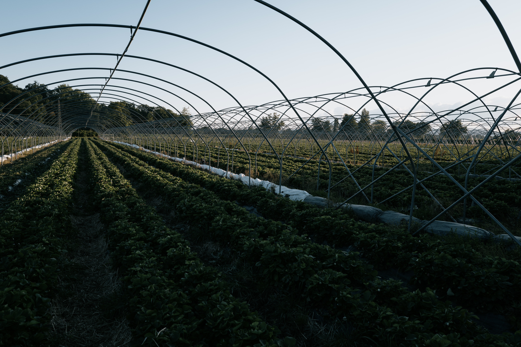 A cloudless sky shortly before dusk. Rows of strawberries extending diagonally into the distance beneath the uncovered semi-circular metal skeleton structures of large greenhouses. In the distance a tree line is visible.
