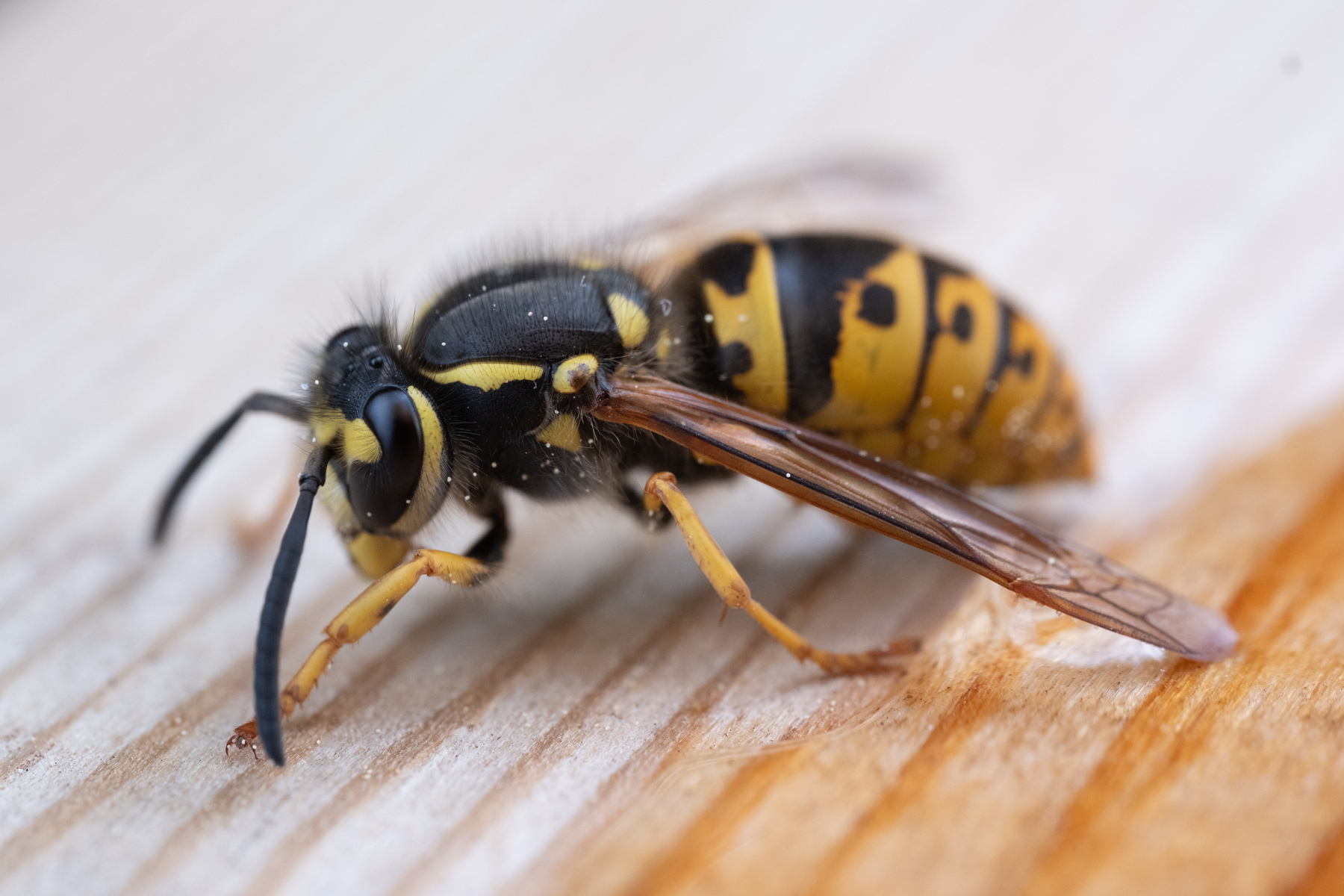 Macro photo of a wasp (shot from the side) resting on a piece of wood. 