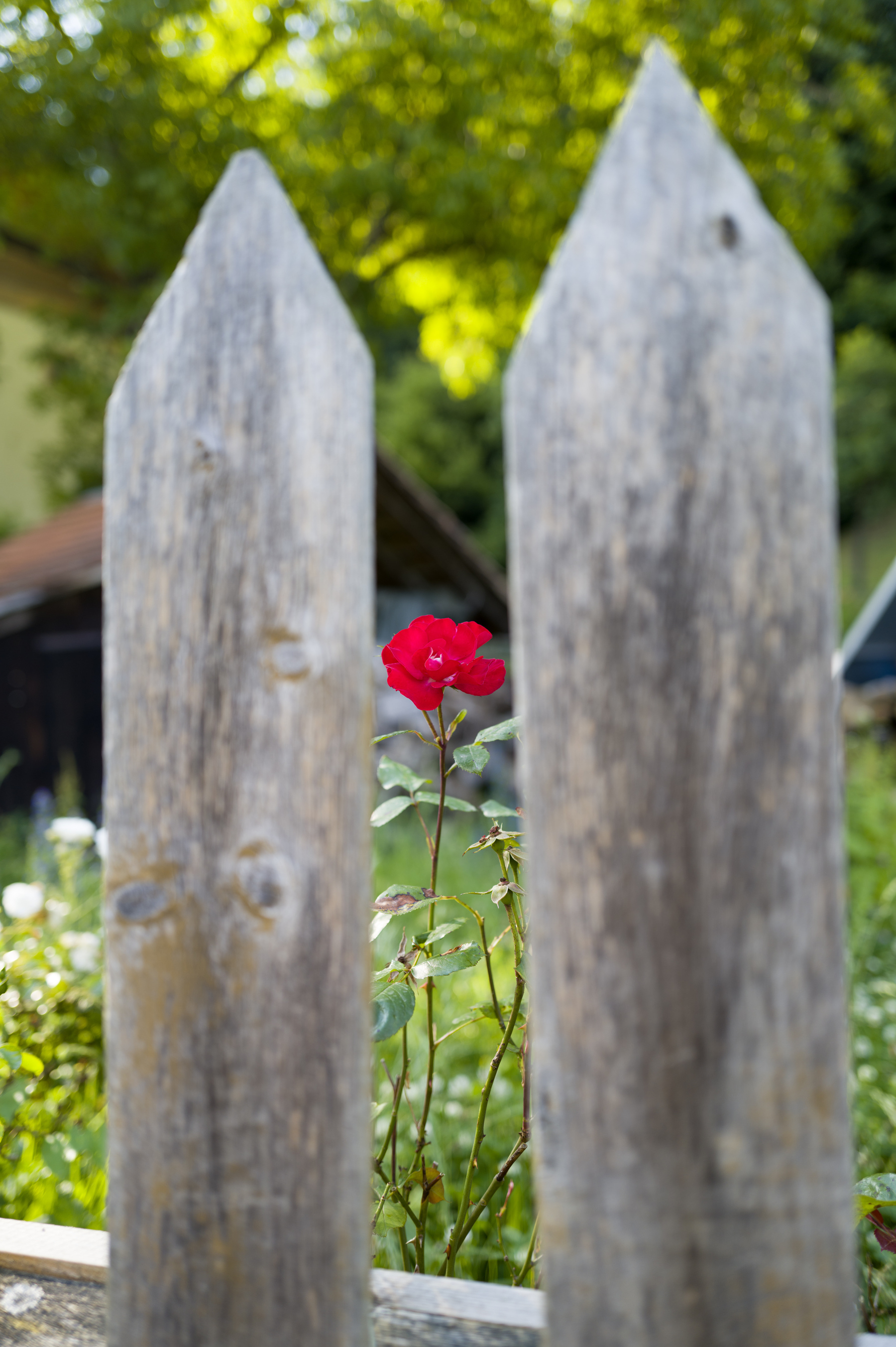 A red rose past its prime seen through two greyed-out, aged slats of a wooden fence with pointy tips. The rose is in focus, the fence and the background of trees, shrubbery, and parts of a building are out of focus. 