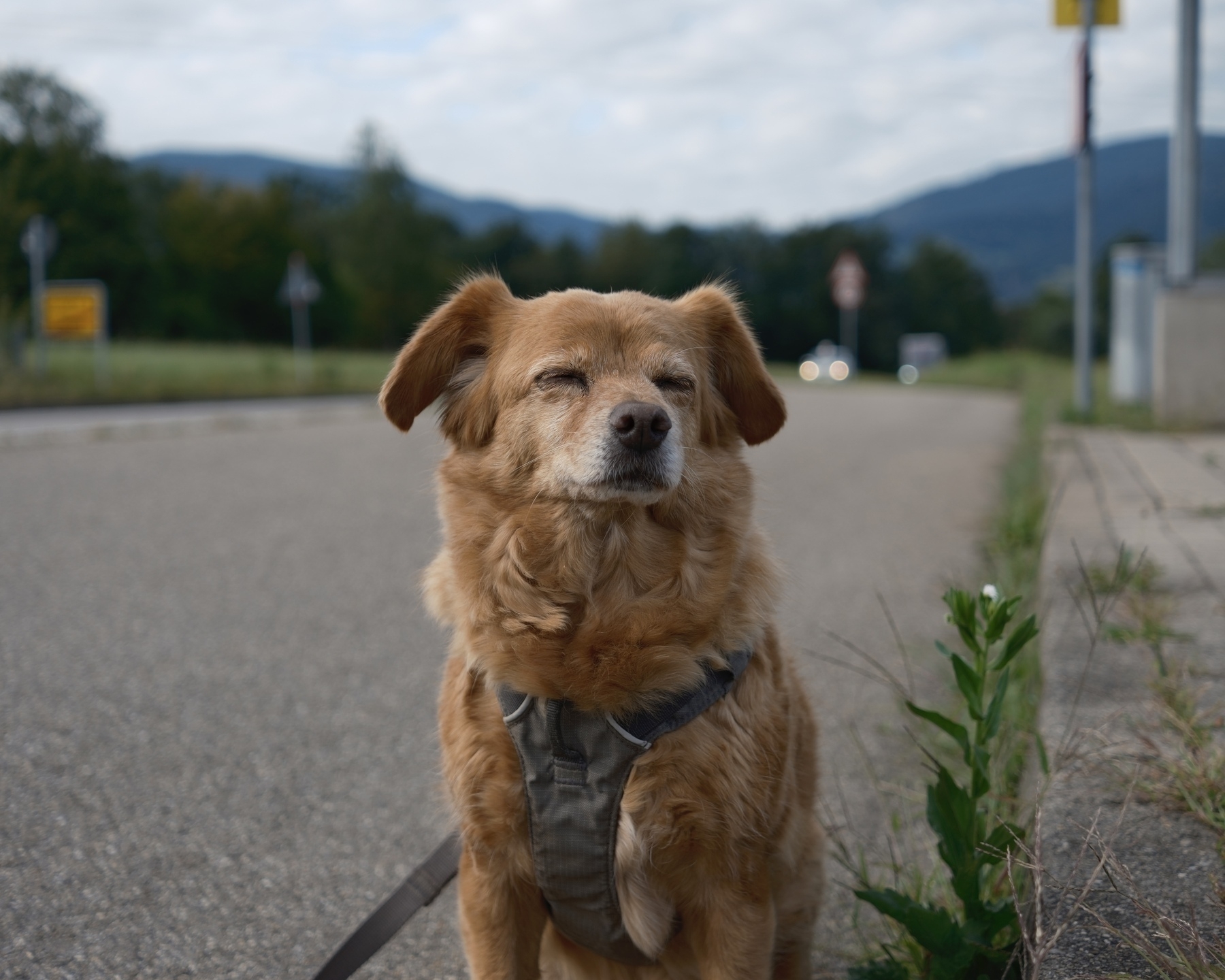 Small, red-haired, mixed-breed dog sitting with its eyes closed on the inner side of a wide sidewalk, head tilted slightly to the right. The sidewalk is lined with weeds growing between the sidewalk and inner curb. To the left side street is visible and in the distance there’s a tree line and mountains in the far distance. 