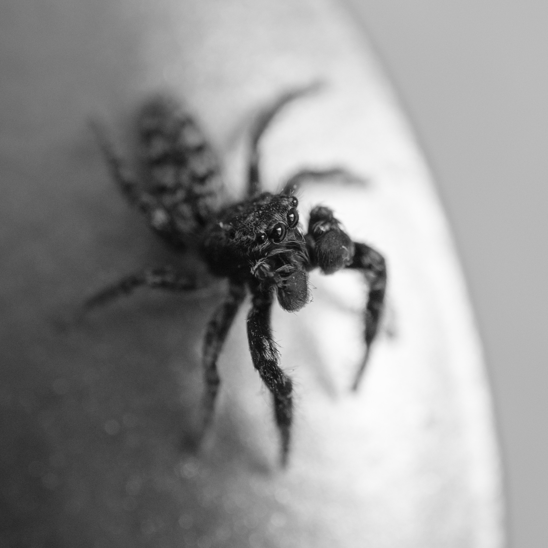 Macro photograph of a Marpissa muscosa spider sitting on a tiny bit of wall decoration. The spider is stretching its head to the top and right resulting in only the head and the eyes being in sharp focus. 