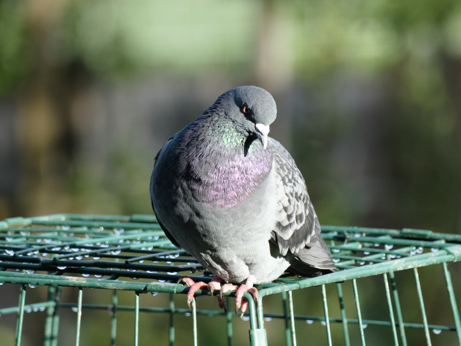 Common pigeon sitting on a green metal cage placed on top of a feeding station for smaller birds. The pigeon looks at the photographer with it right eye and the eye is partly illuminated by the evening sun. The feathers of the pigeon are gleaming in the sunlight. 