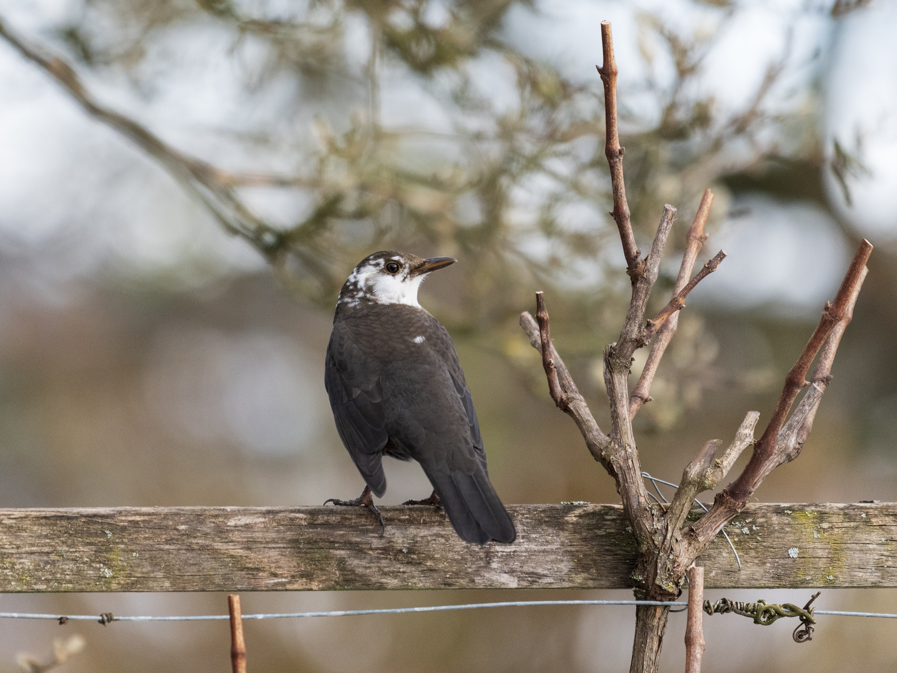 A blackbird with leucism (partial absence of color in the feathers) sitting on a wooden slat with its back to the photographer, its head turned towards them. To the right of the bird is a branch of wine already cut down for winter. Bushes and trees are possible to make out in the blurred background. 