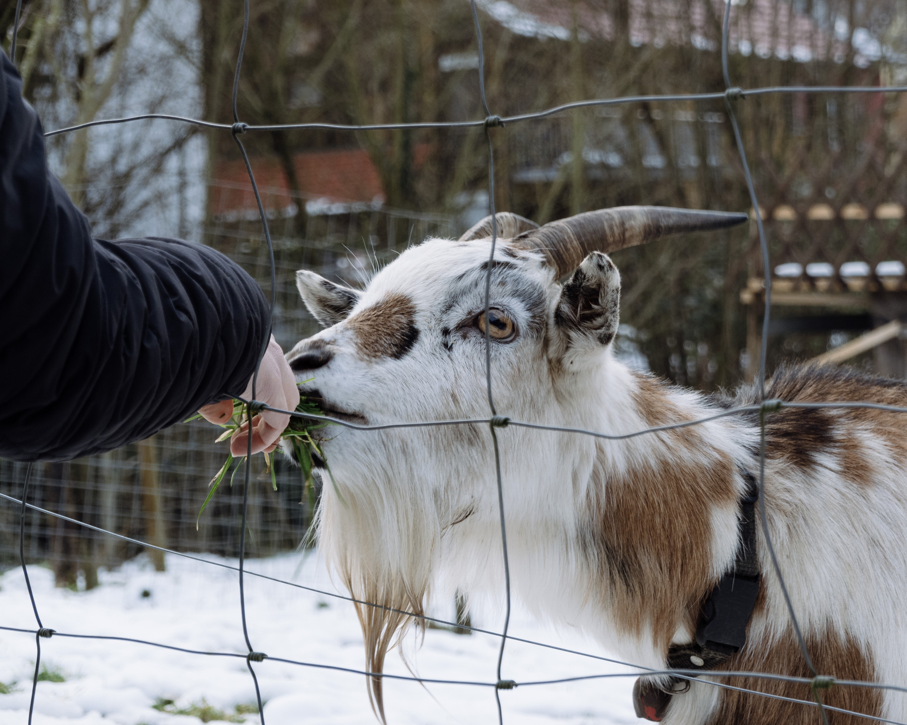 A multi-coloured goat being fed a bit of gras and shrubs through a widely spaced metal fence. The arm clad in a black jacket and the head and neck of the goat is visible. 