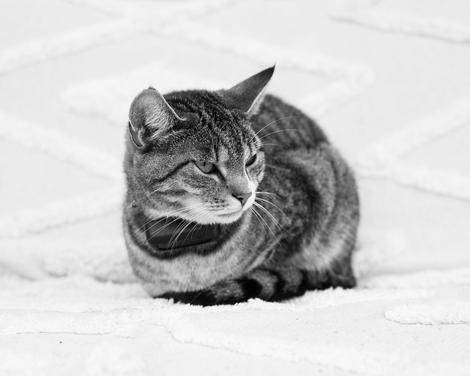 Close-up of a tabby cat with a GPS tracker around its neck sitting with its paws hidden beneath the body on a couch that is draped in a white blanket.