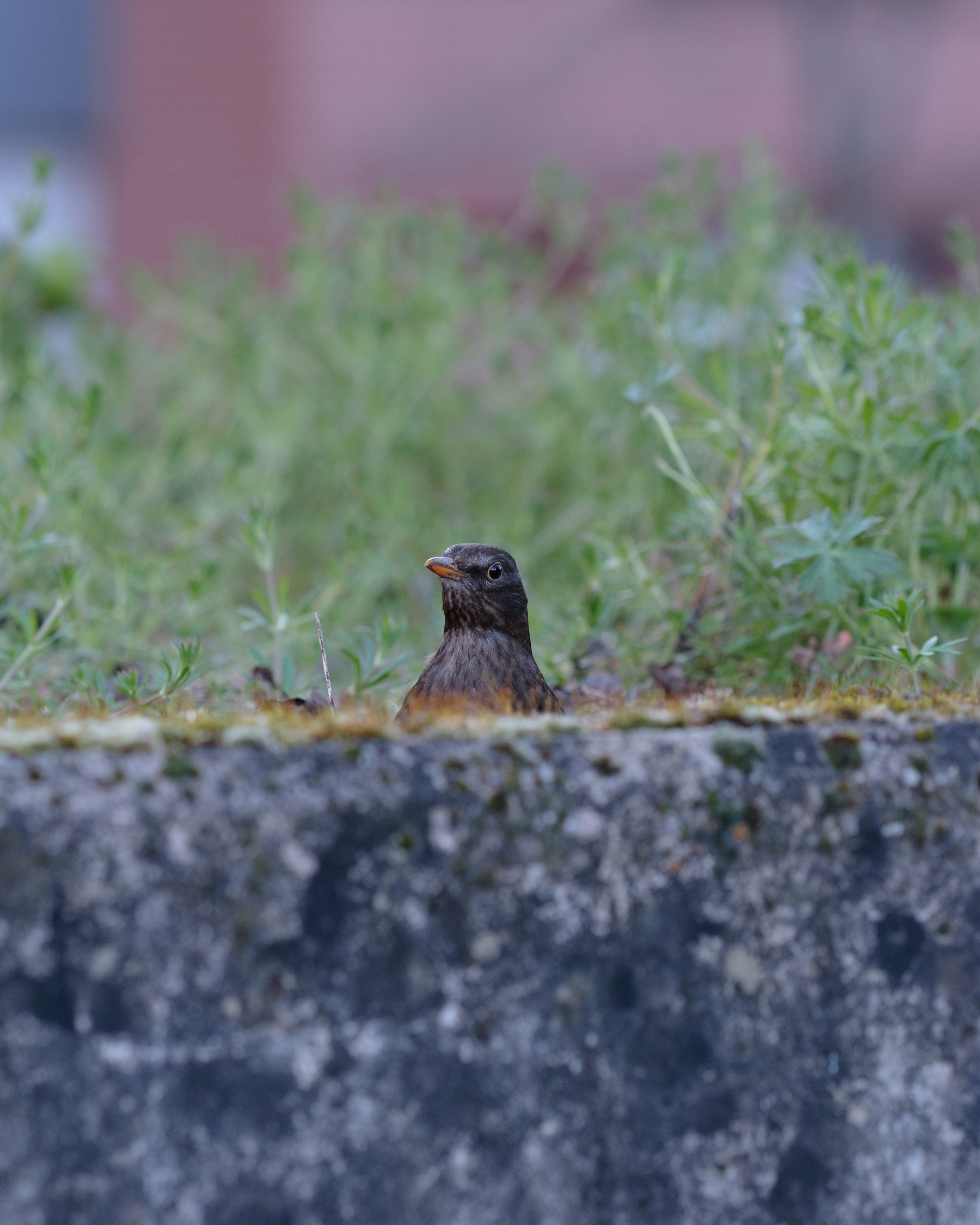 Female blackbird looking up over a concrete wall, only its head and neck visible. Blurry in the background some greens are visible. 
