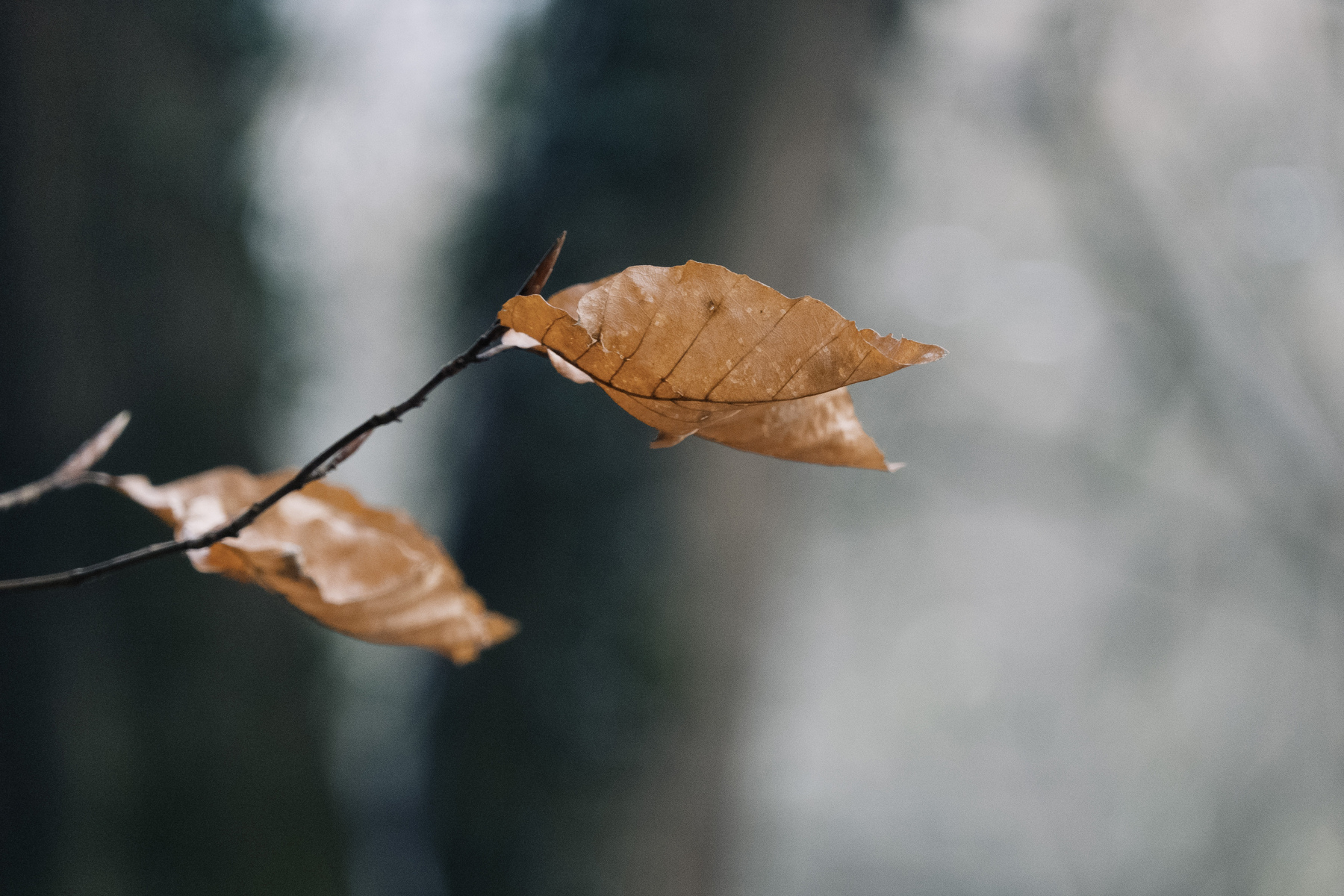 Two dry, brown leaves on a thin branch before an out of focus background in the forest.