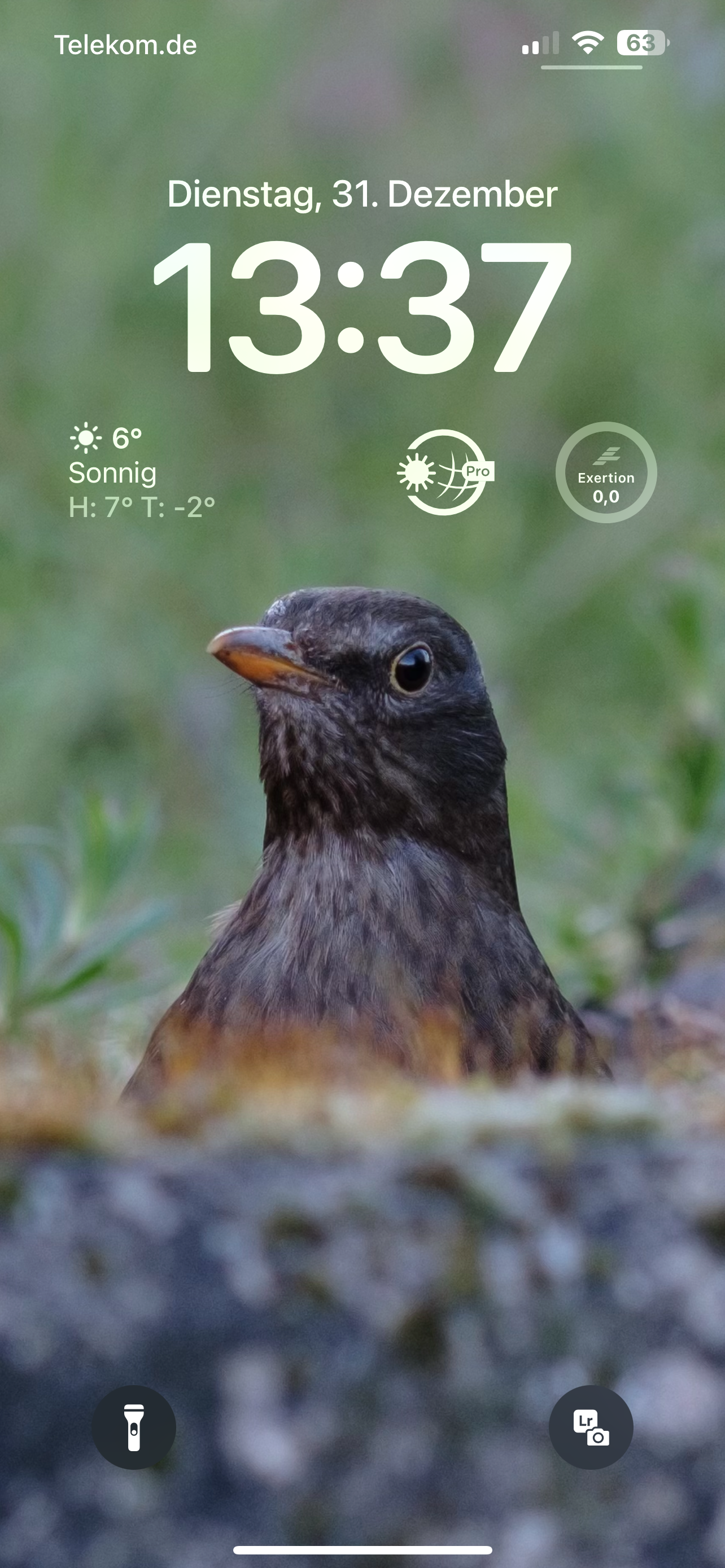 iOS lockscreen screenshot showing a female blackbird peeking over a mossy concrete wall and looking directly at the photographer. The bird‘s head and neck are perfectly in focus while the wall in front of the bird and the greenery behind the bird are out of focus. Text on the lockscreen is white. The time shows as 13:37 and there are a few widgets on screen. 