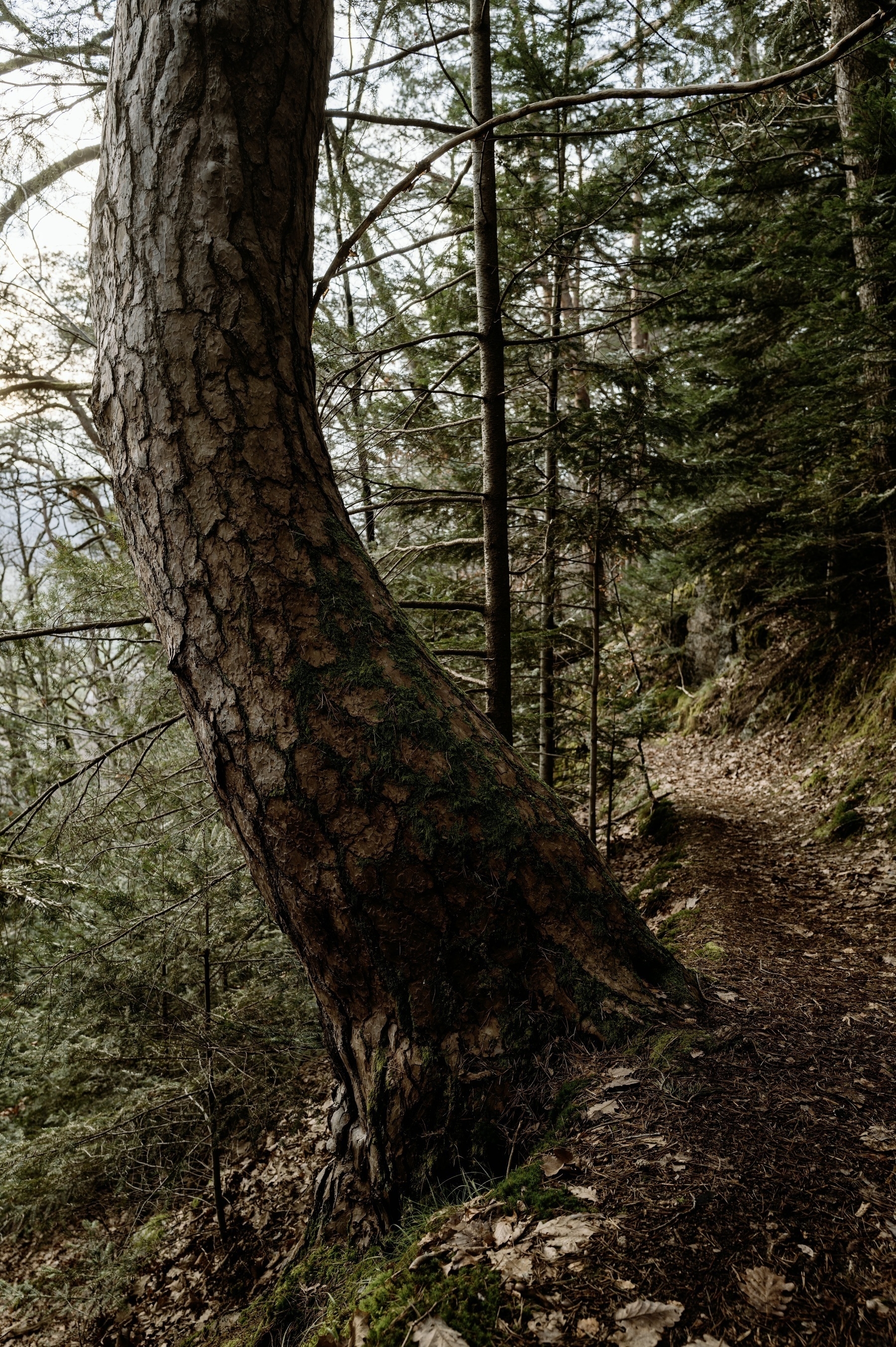 Scene on a narrow forest path. The subject of the photo is a tree trunk with a relatively thick foundation curving from the right, directly next to the narrow path and away from the path up to the left until it appears to grow stright up again. The bark has an almost scale-like quality to it and the foundation of the trunk has some specs of moss on it.