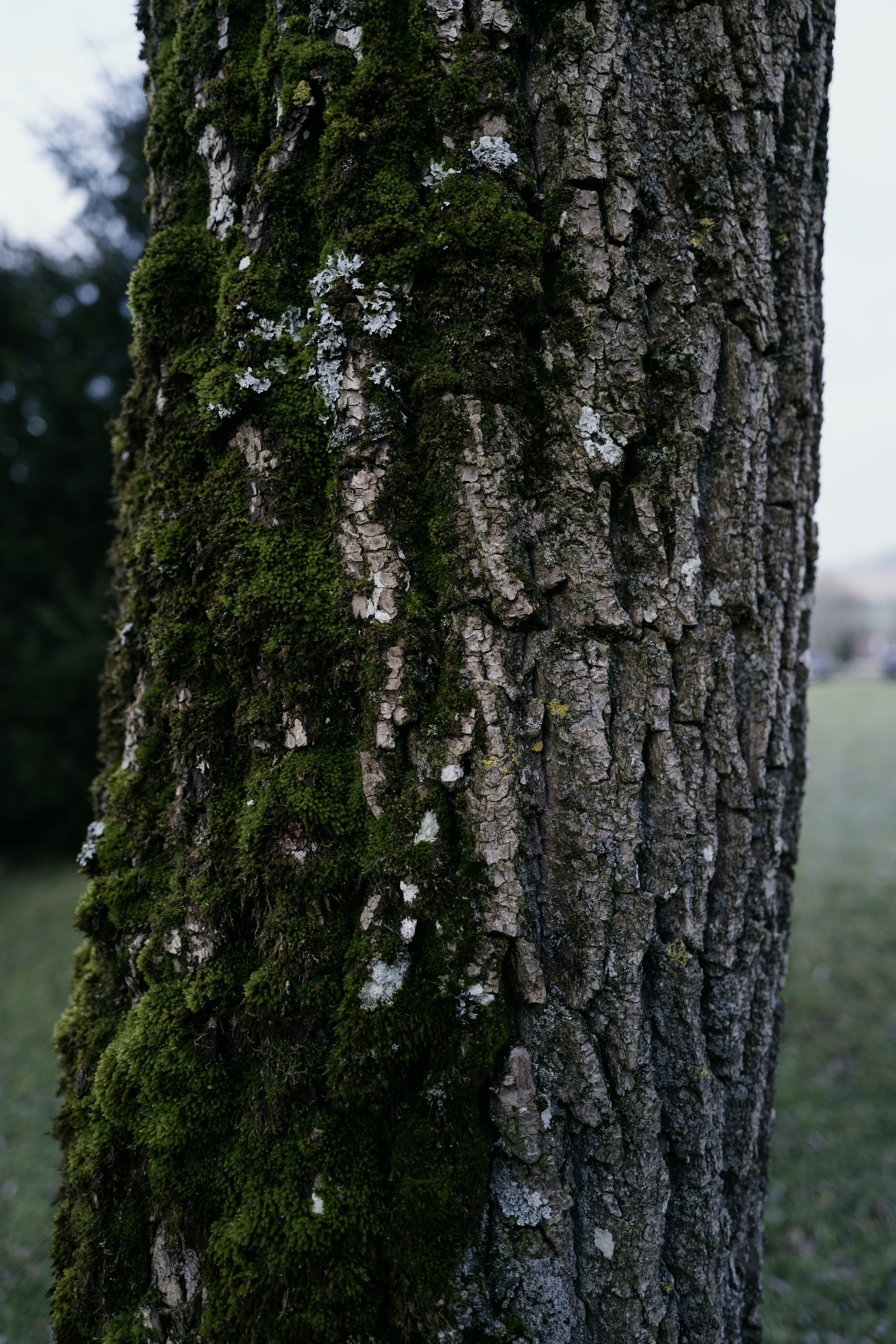 Close-up shot of a tree trunk with some blurred background visible. The tree trunk looks almost split in half vertically because on the left side the bark is covered with a lot of vivid green moss while on the right side of the trunk the bark is clean and moss-free.