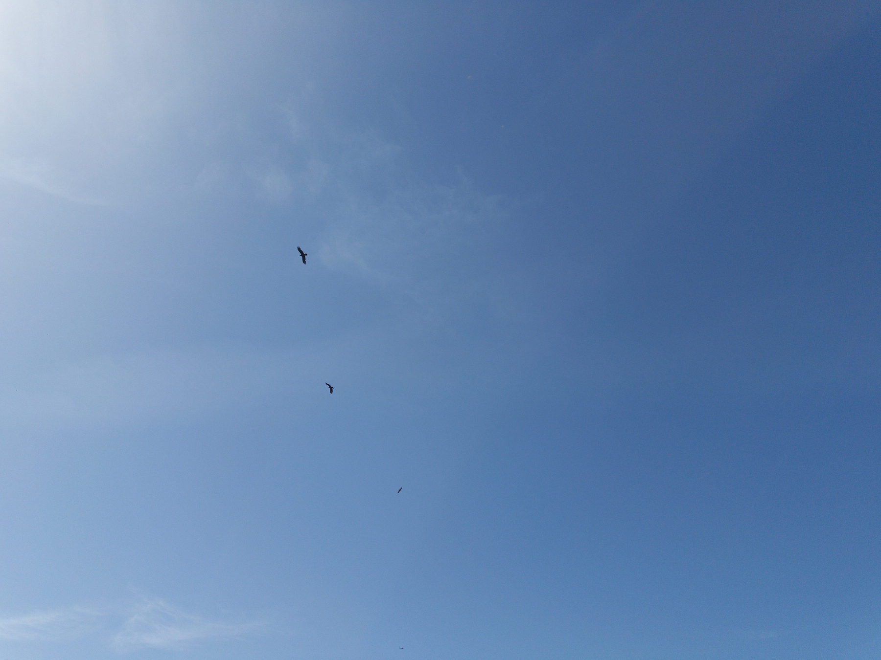 Birds are flying in a clear blue sky.