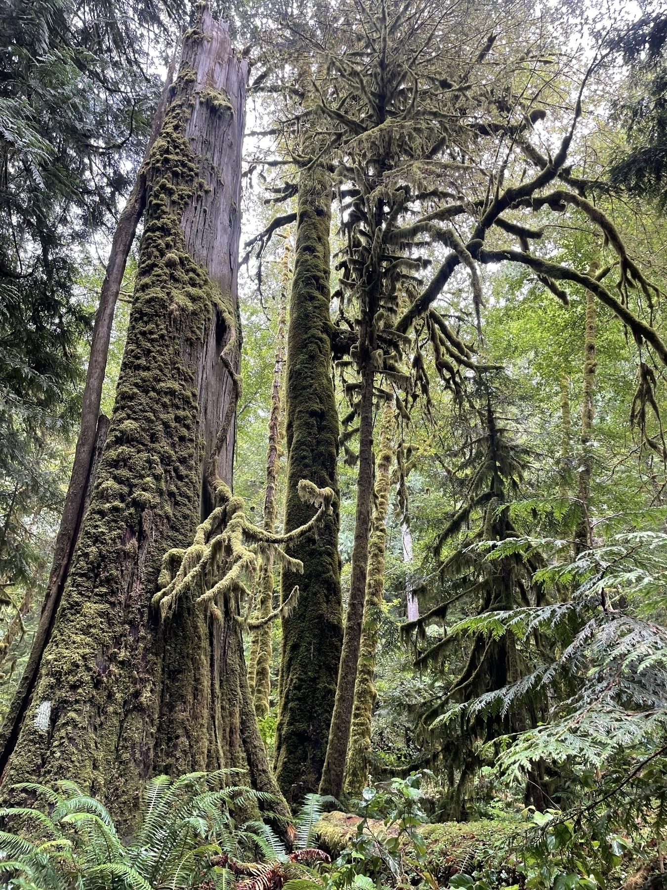 Old growth forest in the park has mosses growing on enormous tree trunks and incredible green growth in every direction 