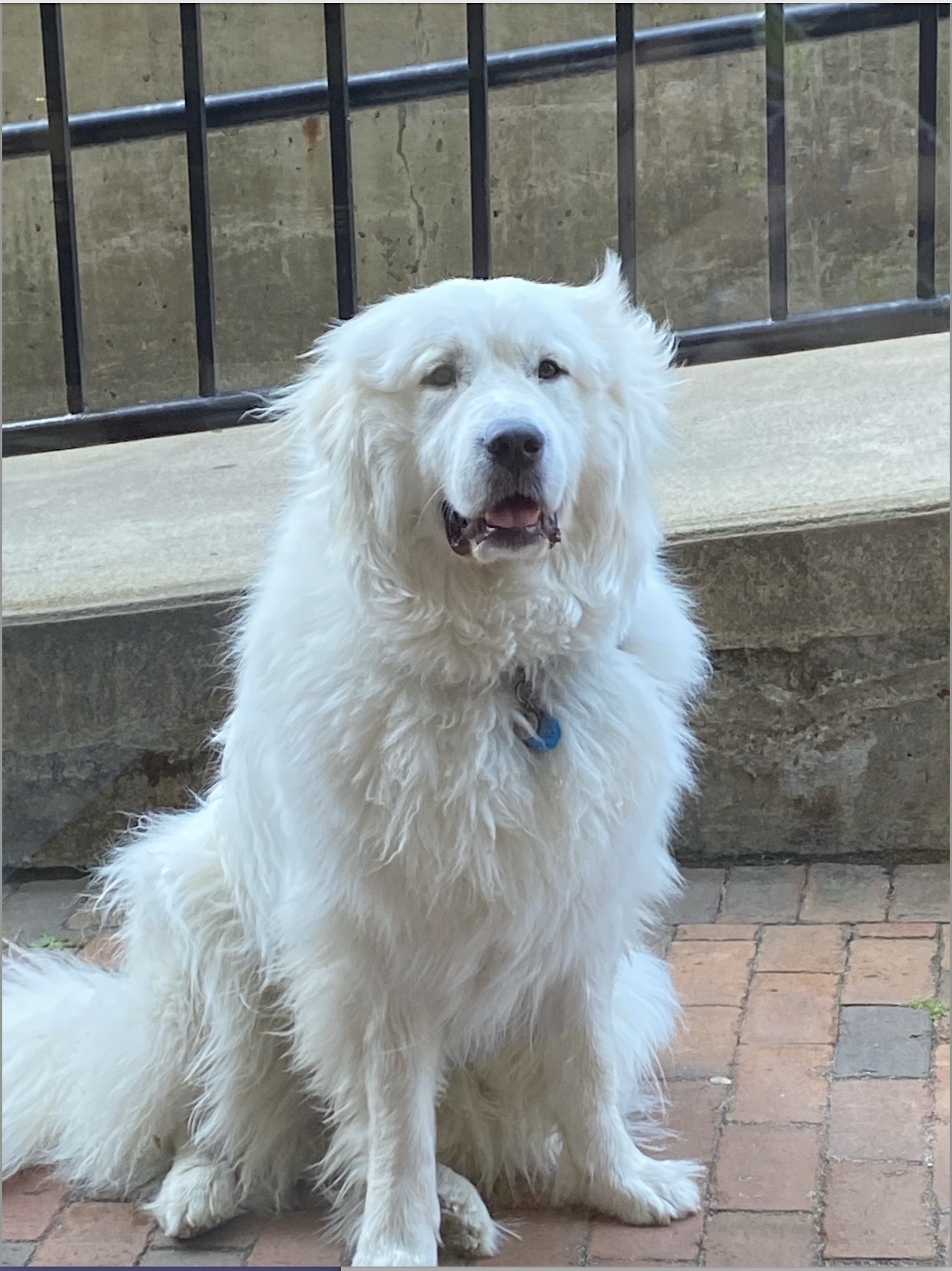 A fluffy white Great Pyrenees sits on a brick sidewalk.