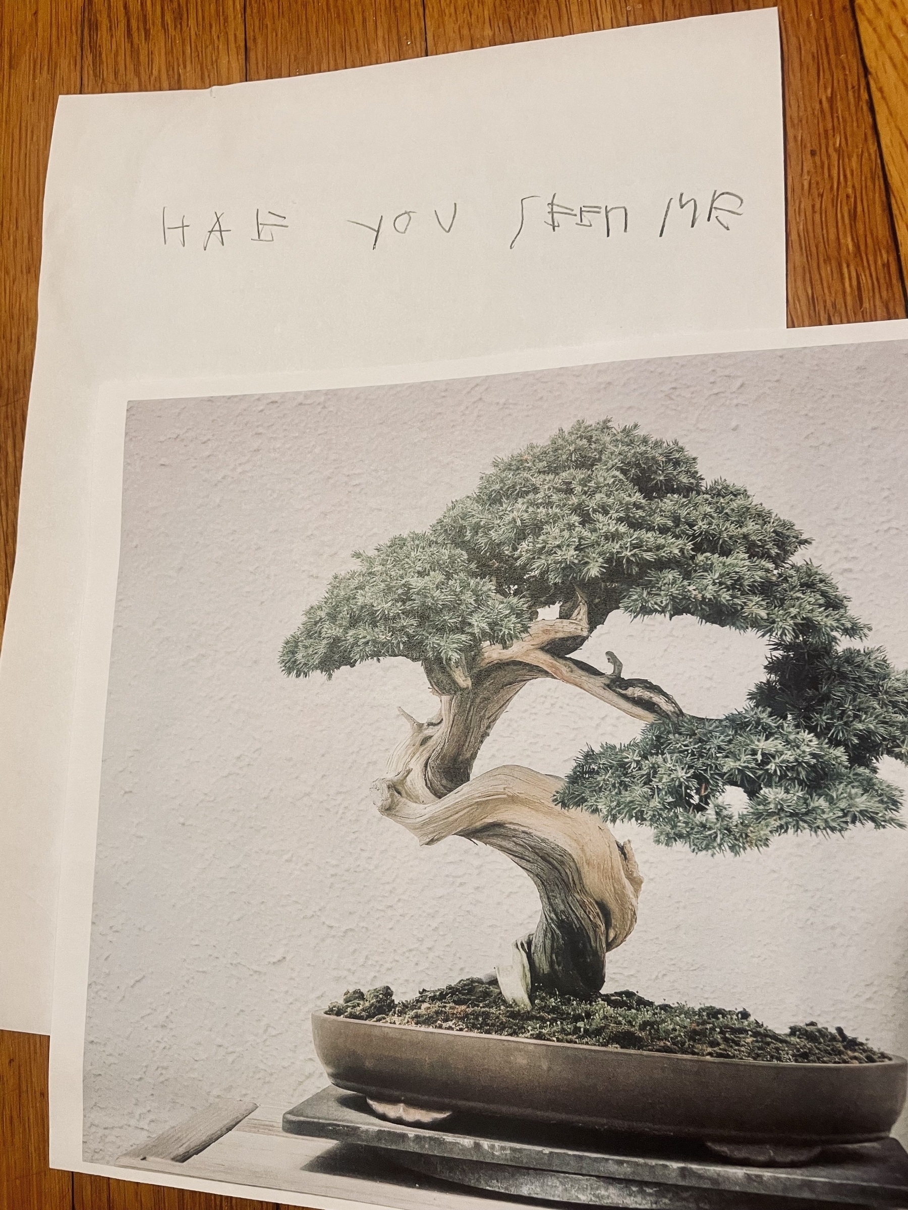 A printed image of a small bonsai tree, with a hand lettered sign behind it asking: Have you seen me 