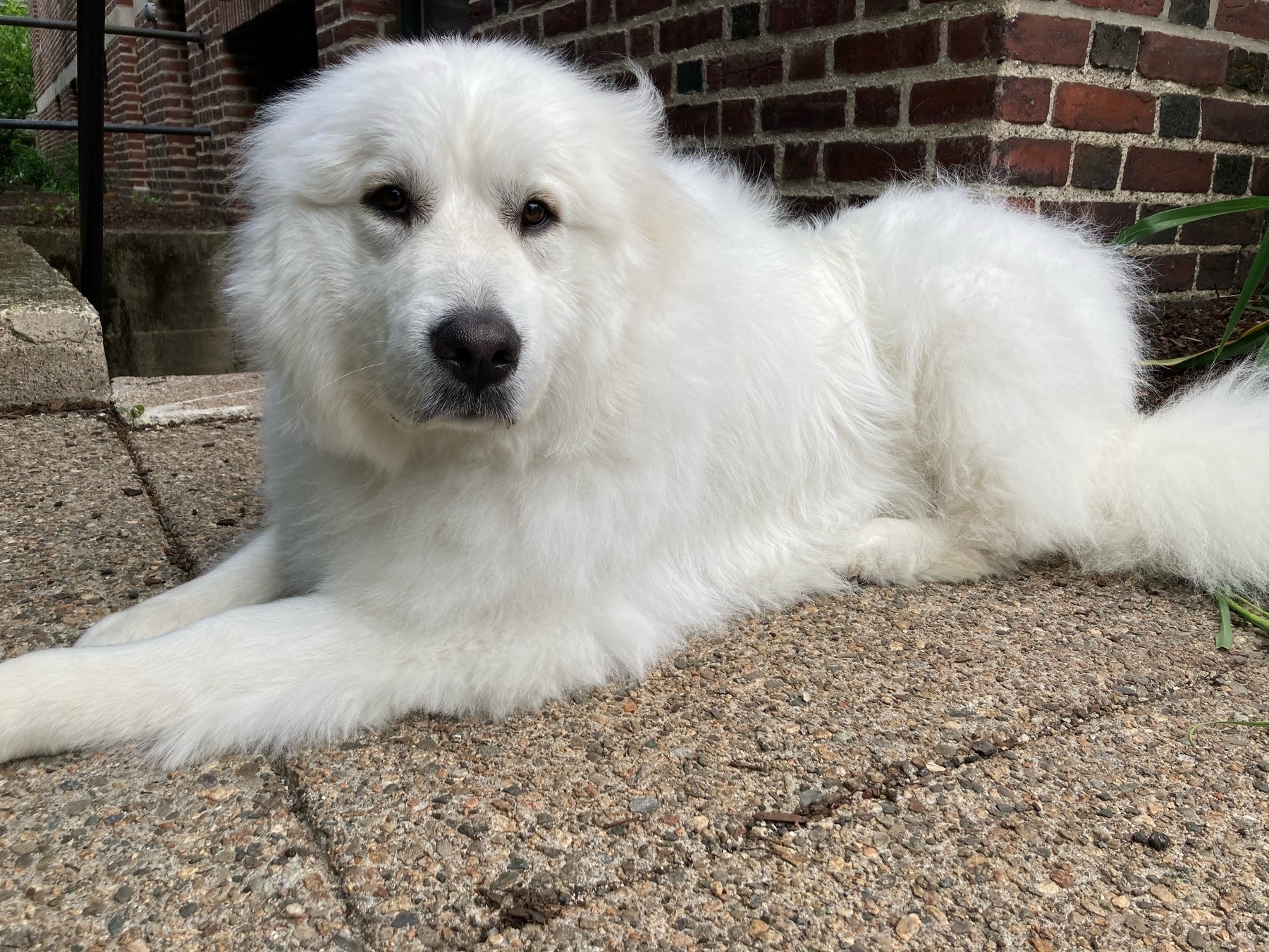 A three year old fluffy white Great Pyrenees lying on the sidewalk.