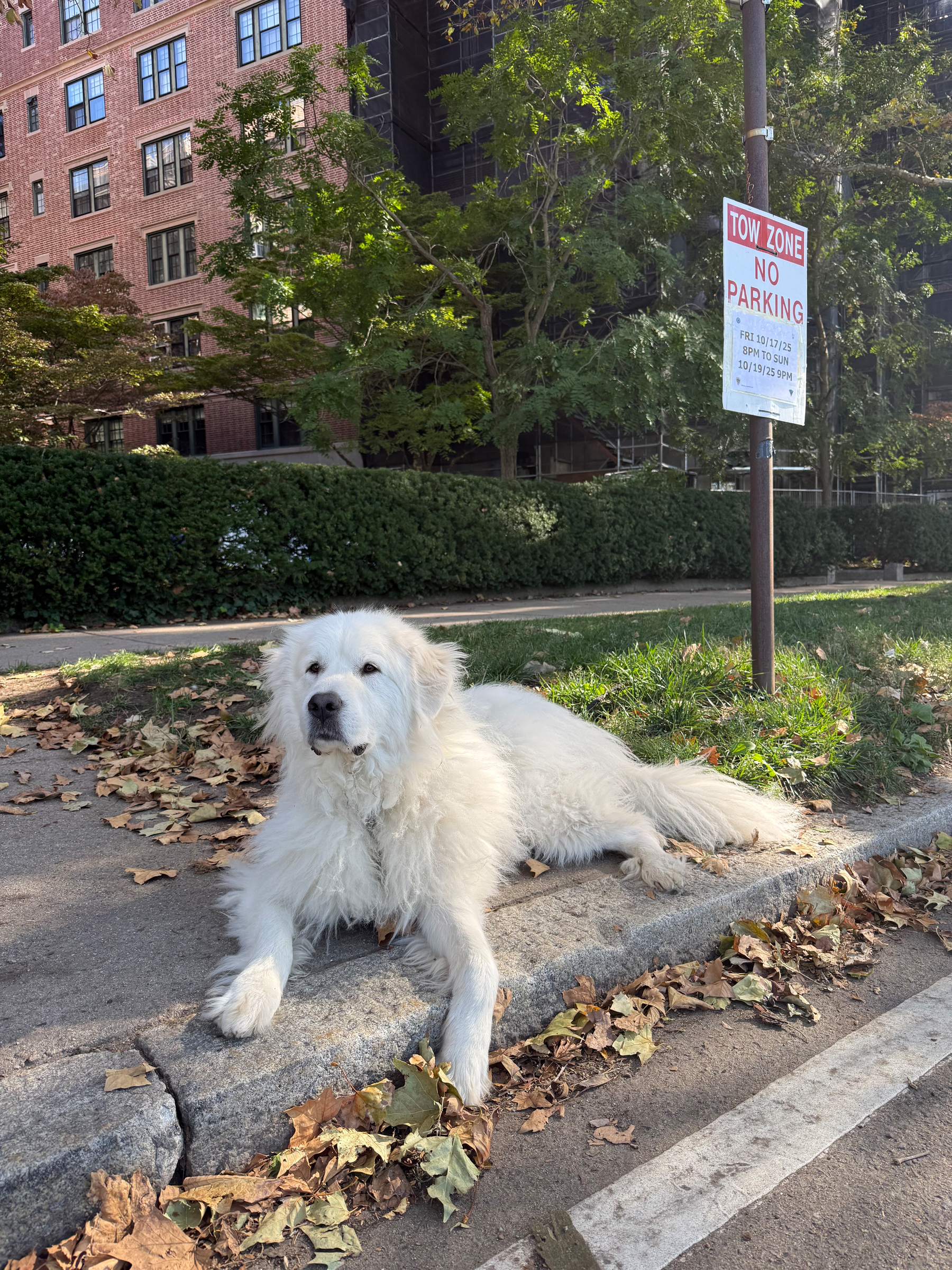 A large white Great Pyrenees lounges on the sidewalk near the Charles River. 