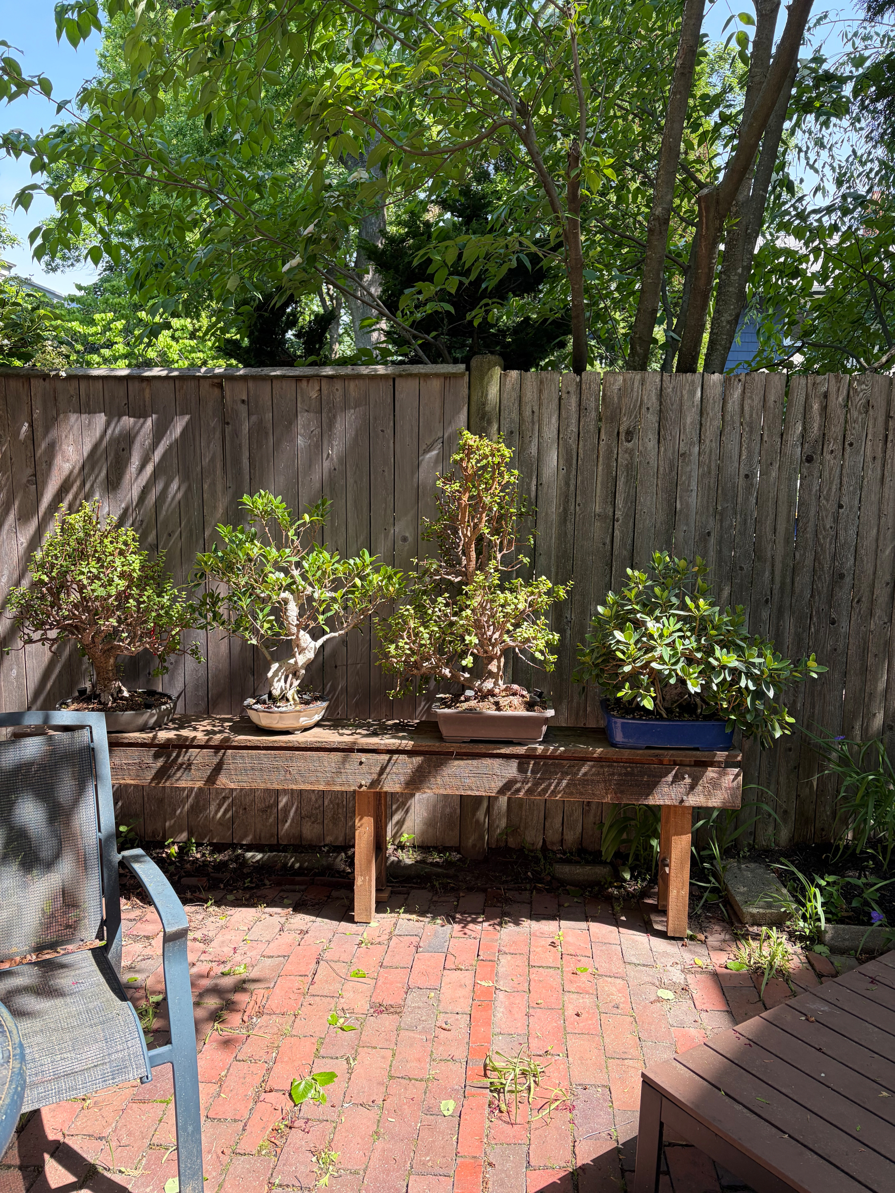 On our brick patio, several bonsais sit in a row on a wooden bench against a wooden fence.