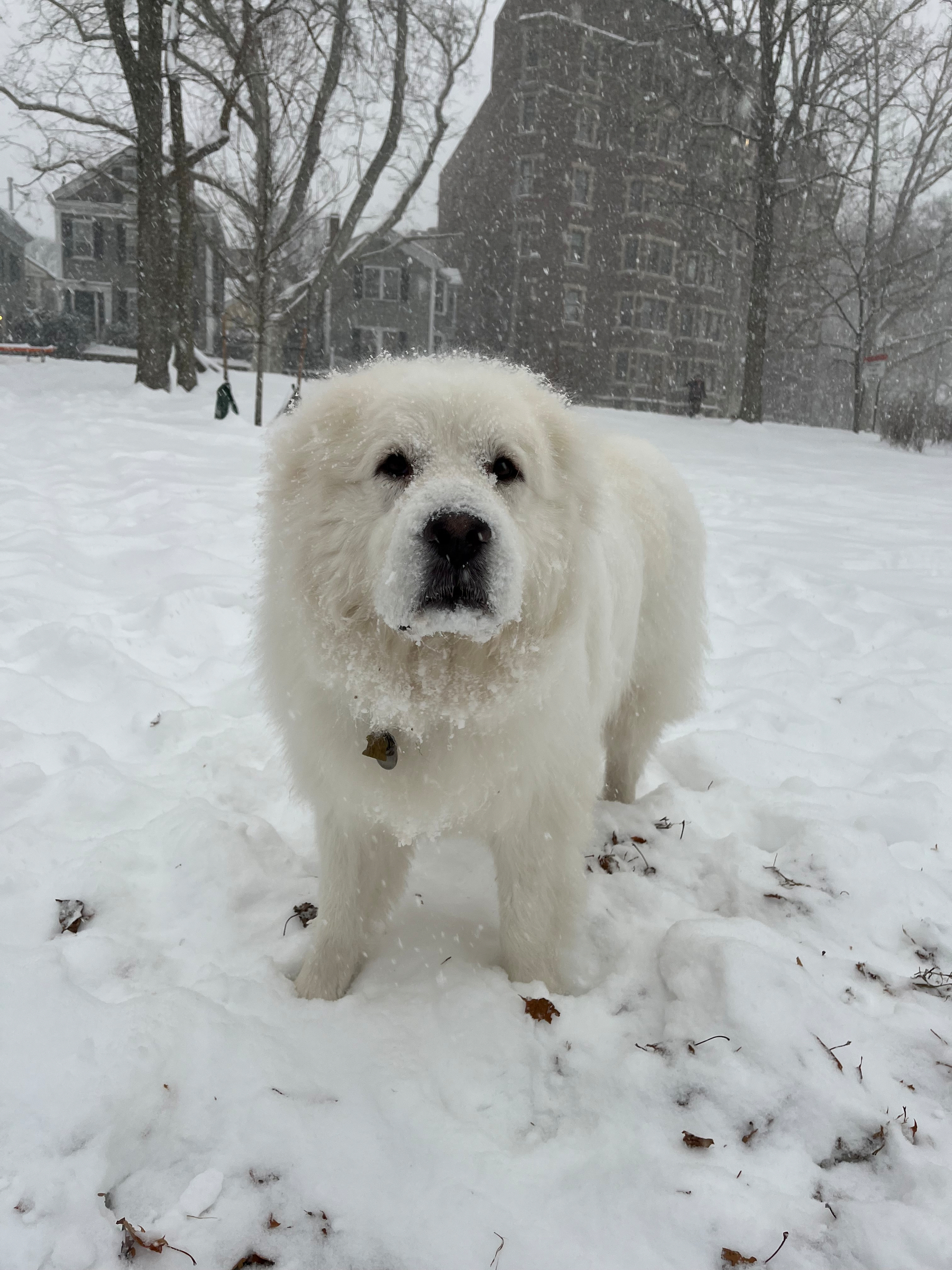 Our Great Pyrenees, Agnes, stands white and fuzzy in a snowstorm.