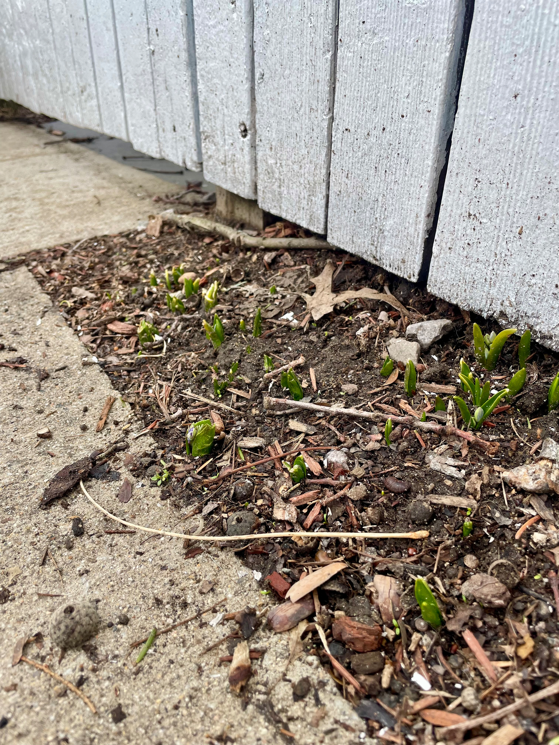 In a patch of ground next to a fence, the tiniest green shoots spring up.