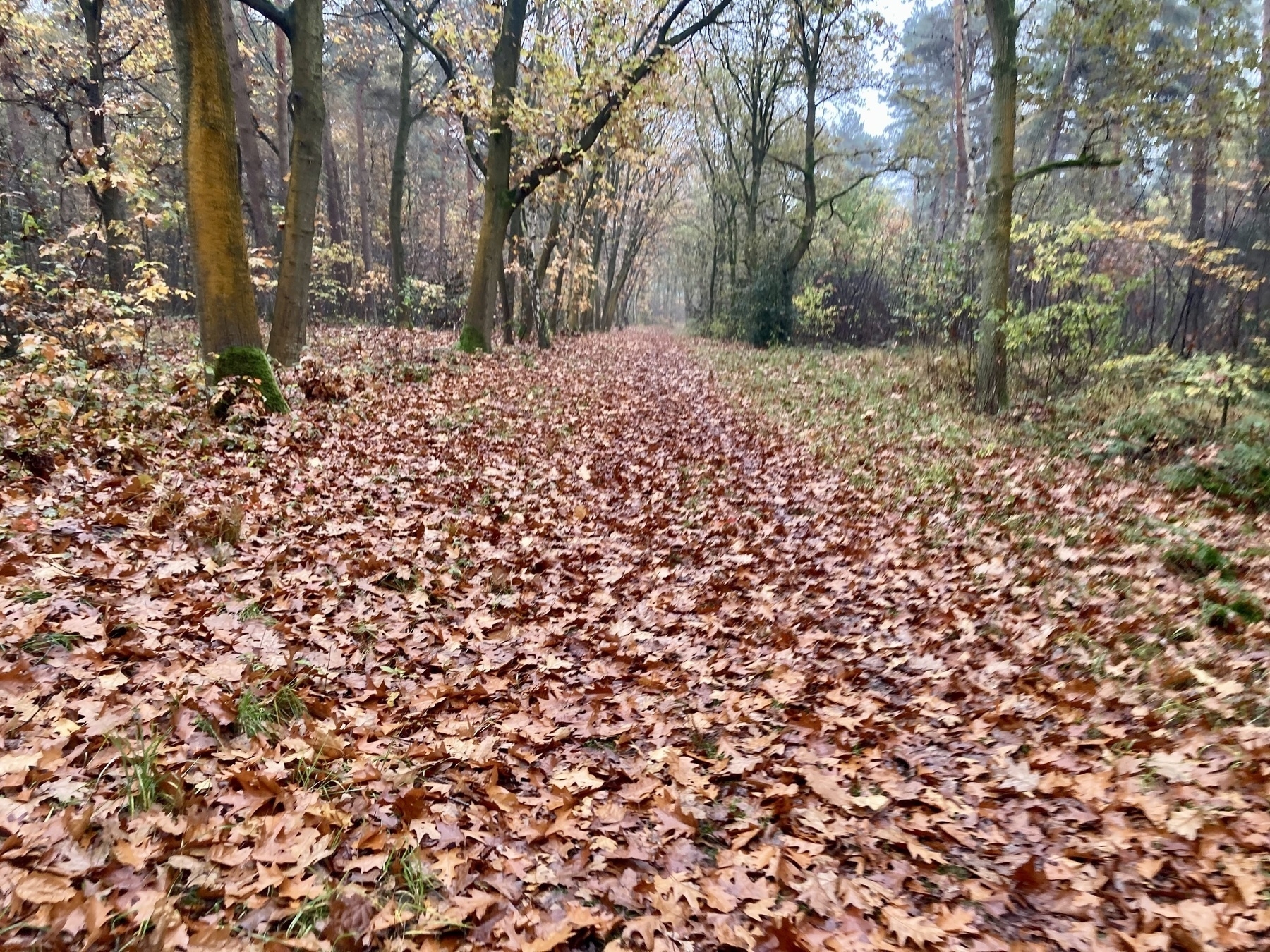 Een bospad is bedekt met gevallen herfstbladeren.