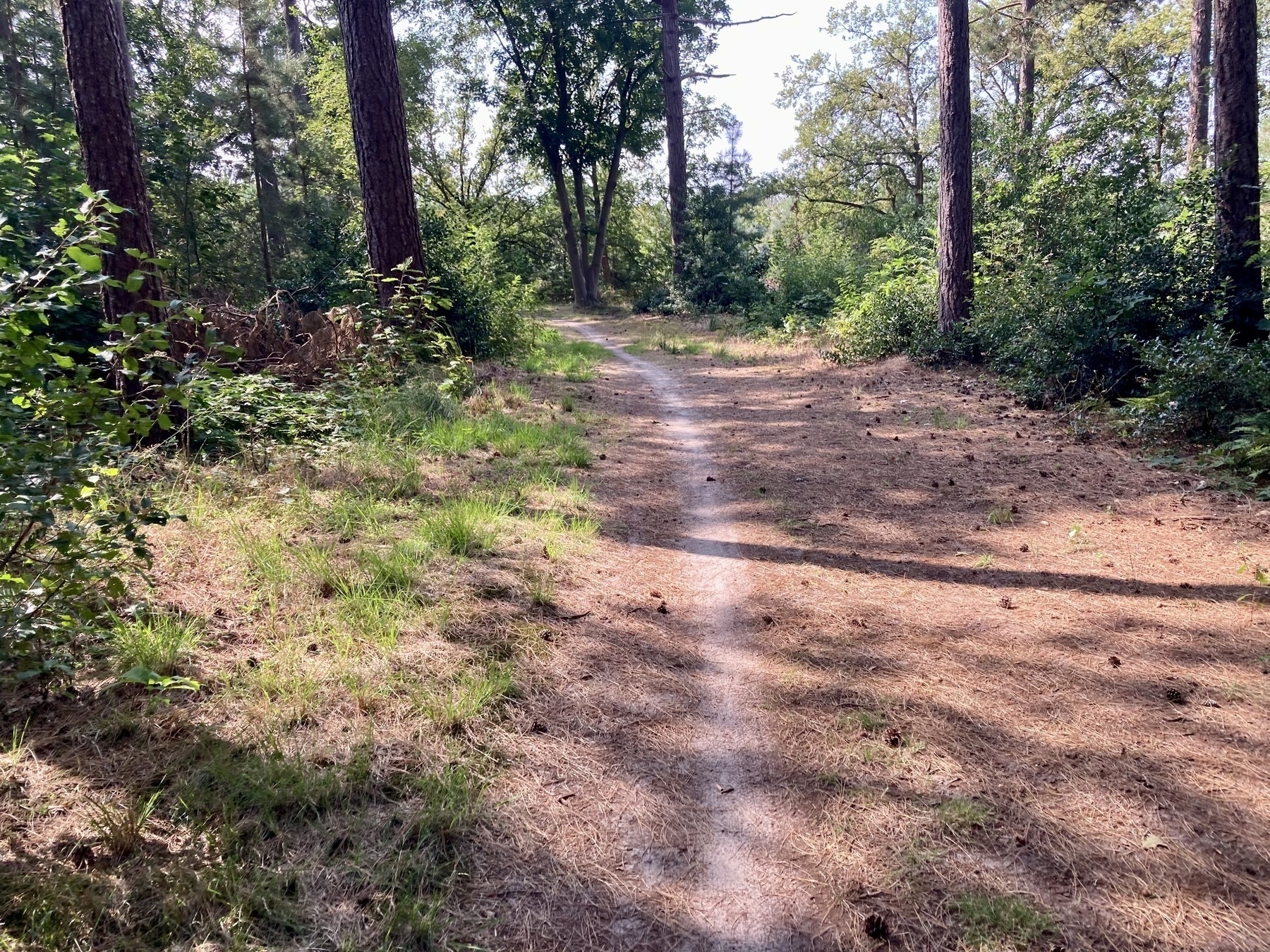 Een smal onverhard pad slingert door een zonovergoten bos, omringd door bomen en groen.