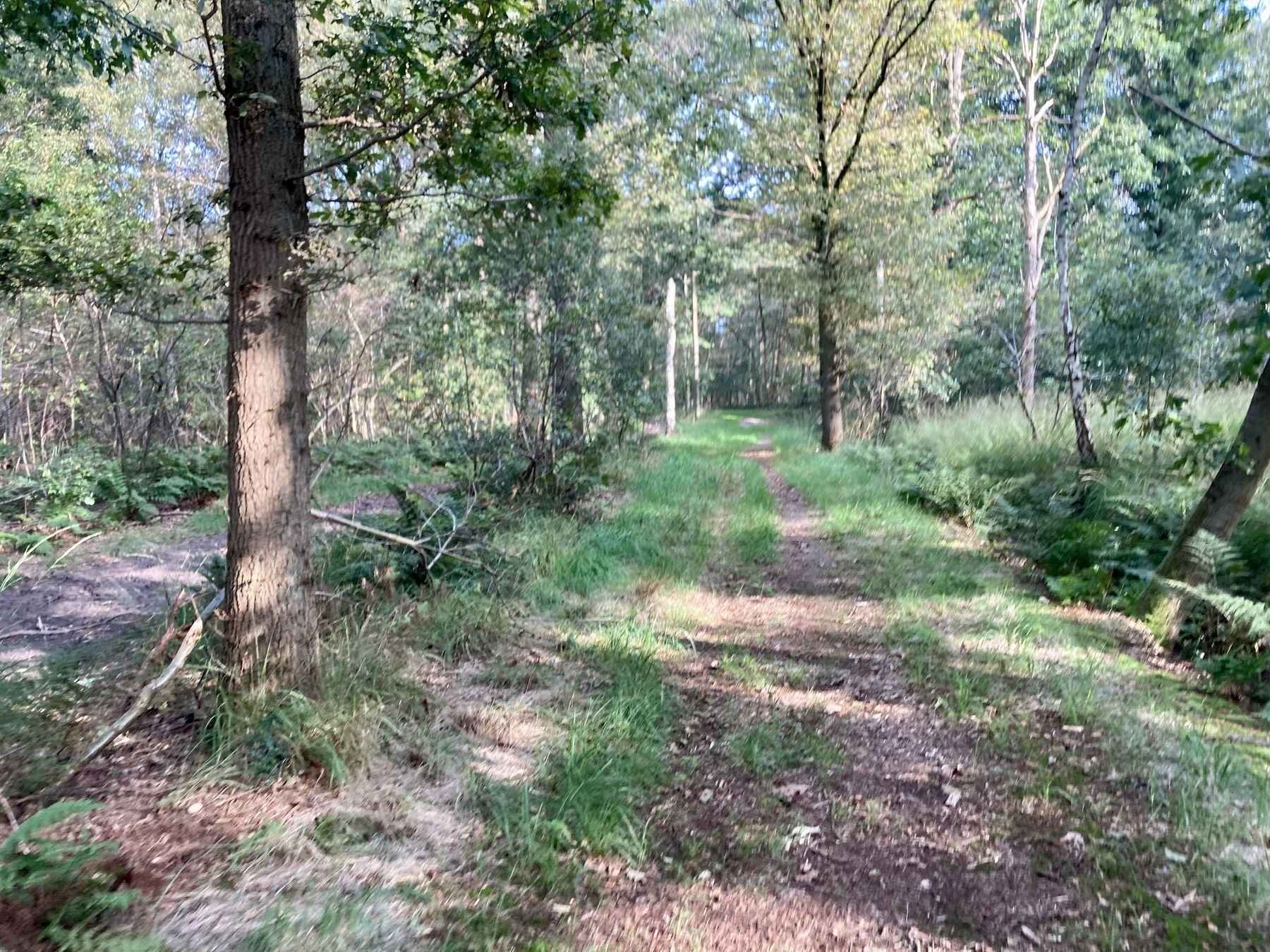 Een vredig bospad is omgeven door bomen en groen, met gevlekt zonlicht dat door de bladeren filtert.