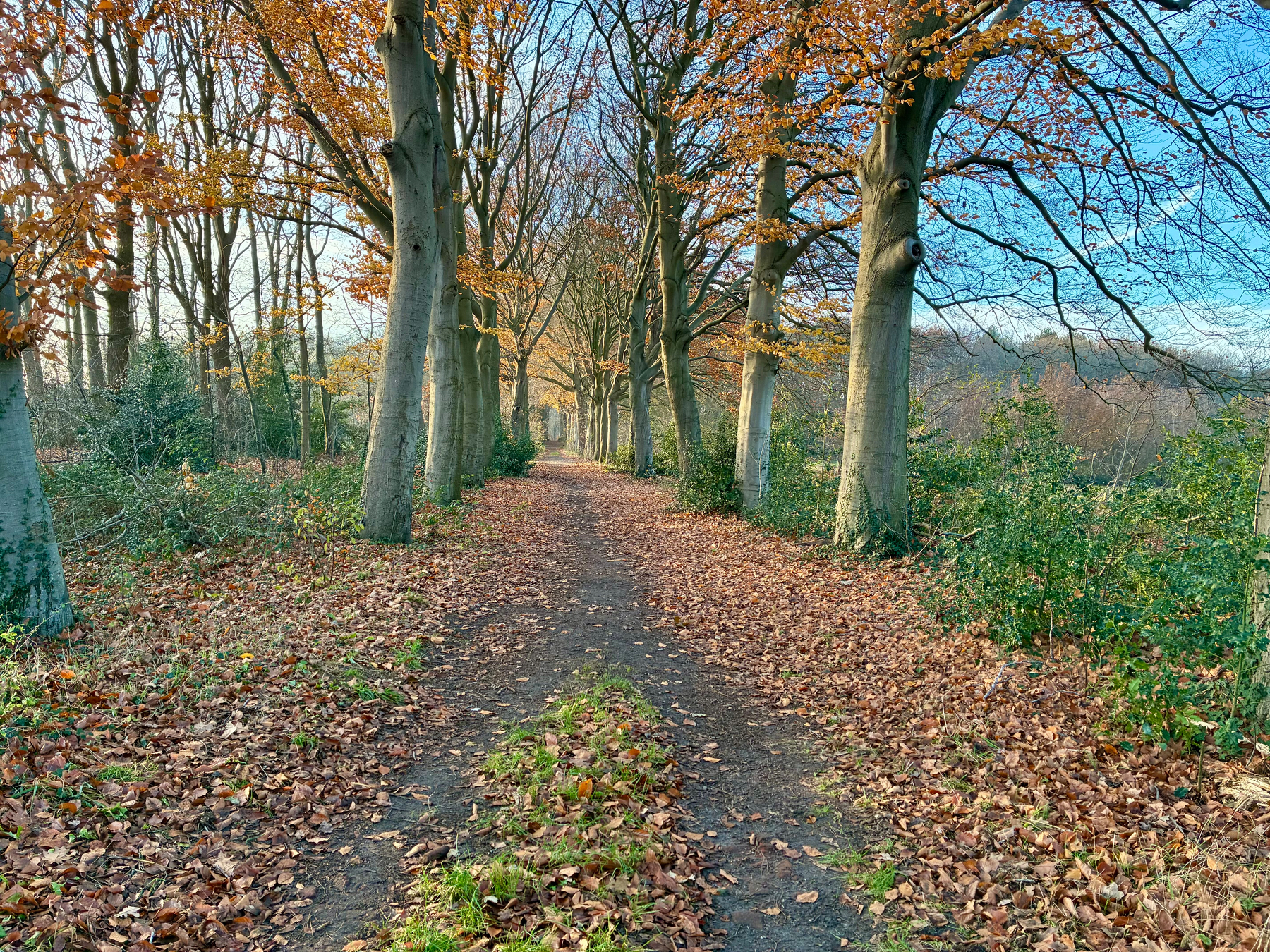 Een met bomen omzoomd pad is bedekt met gevallen herfstbladeren onder een heldere blauwe lucht.