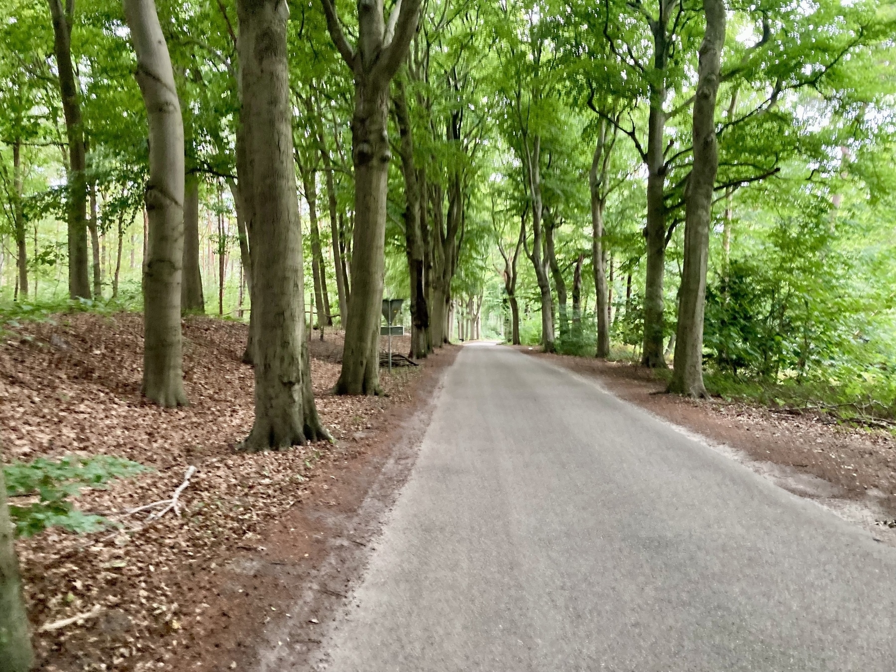 Een smalle verharde weg is omzoomd met hoge bomen en dicht groen, waardoor een sereen bospad ontstaat.
